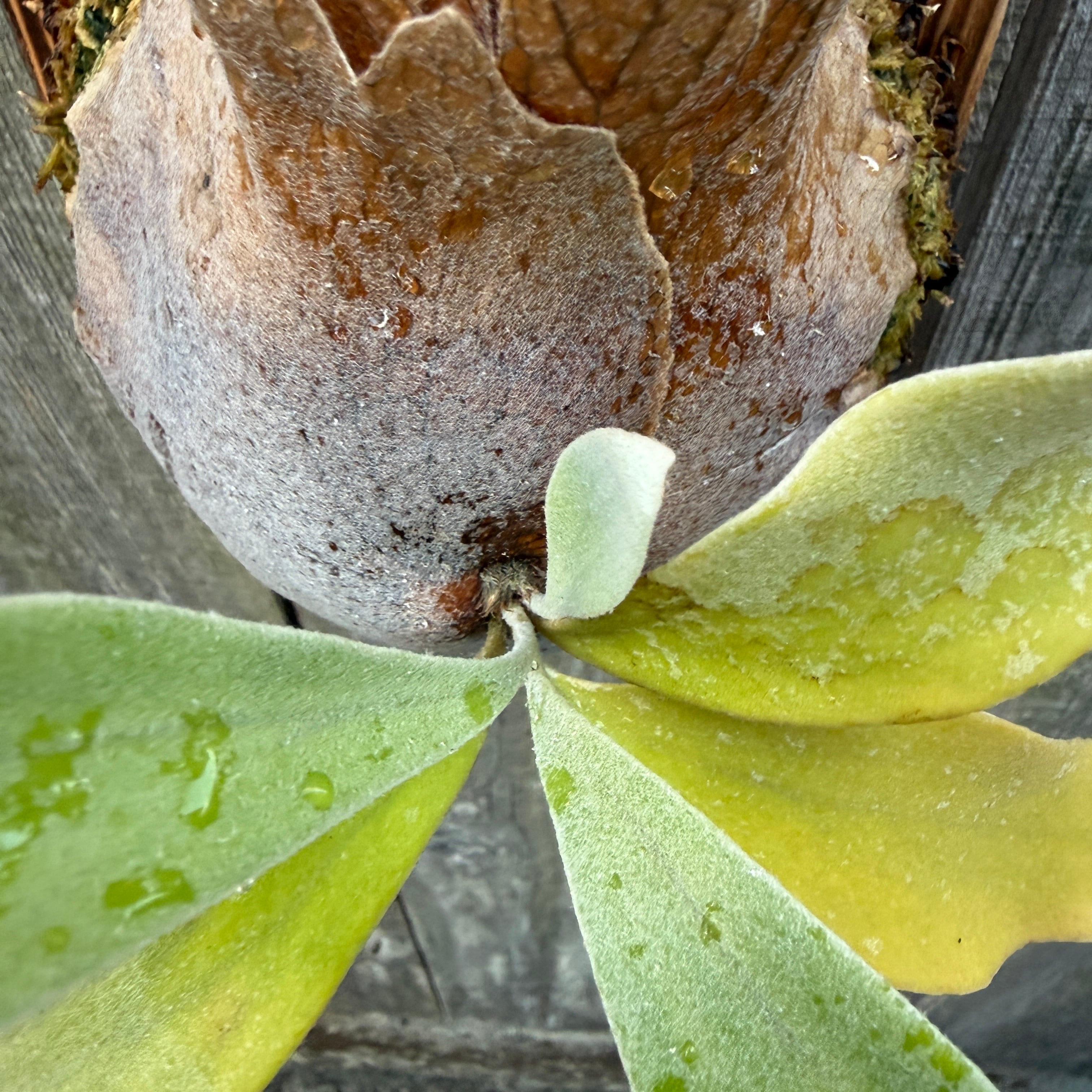 P. Fubuki, P. Ginka 12th oasis sporeling | naturefix