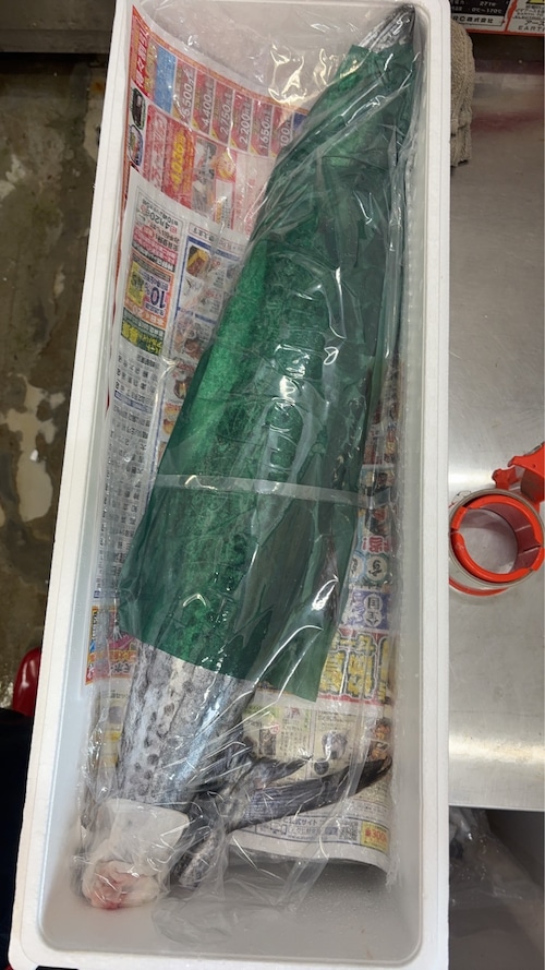 伊勢湾にて今朝水揚げのトロサワラ3.9㎏ 予約
