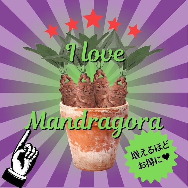 魔女の薬草　〜マンドラゴラ〜　 WA22017