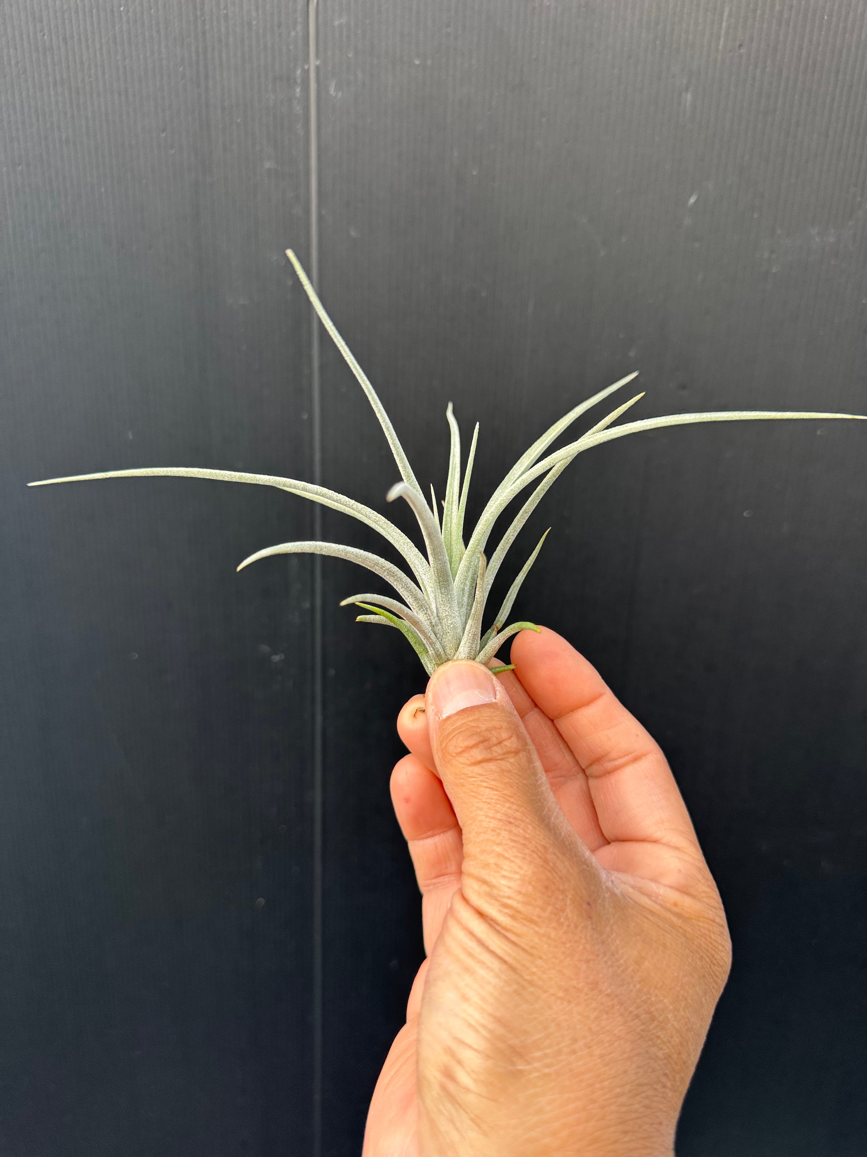 キセログラフィカxイオナンタ① xerographica x ionantha | クルール