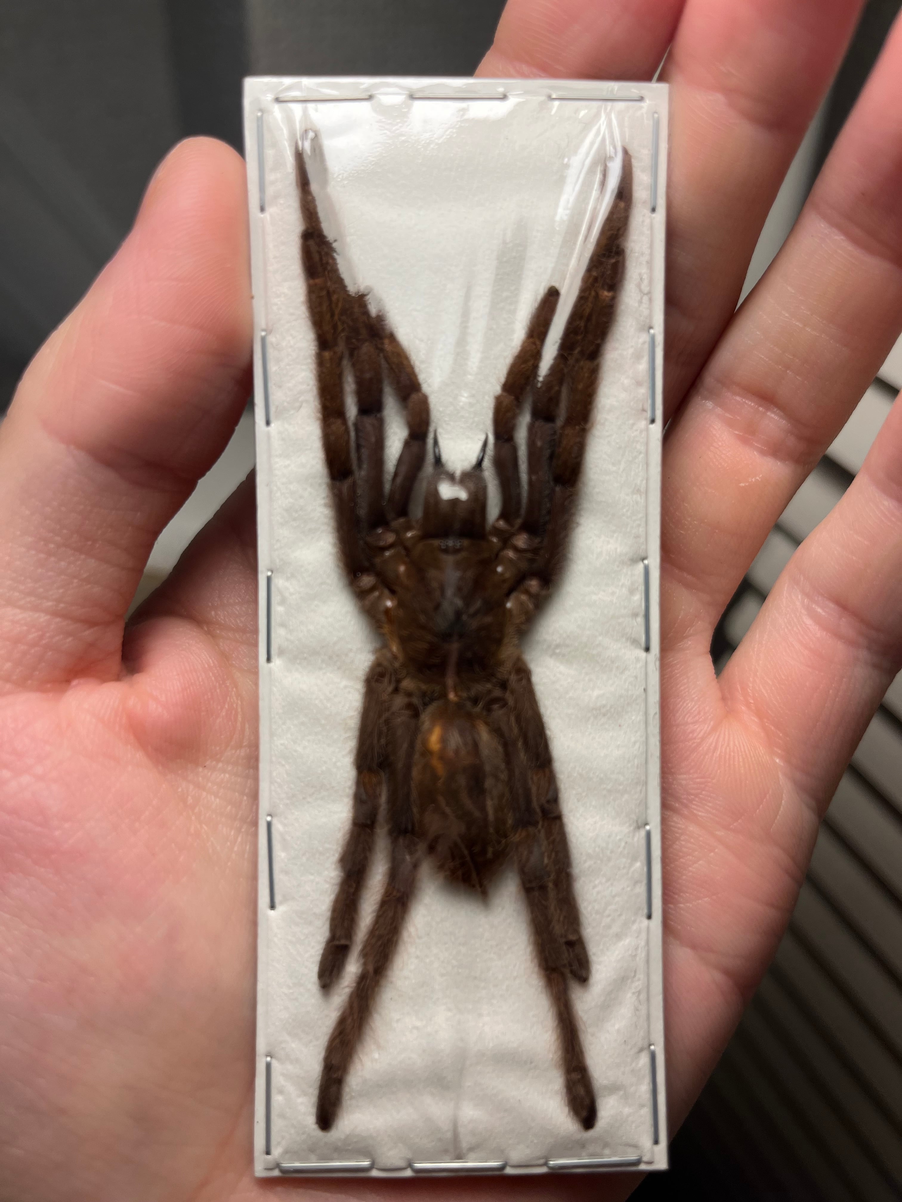 大土蜘蛛 | オモニキチュウ