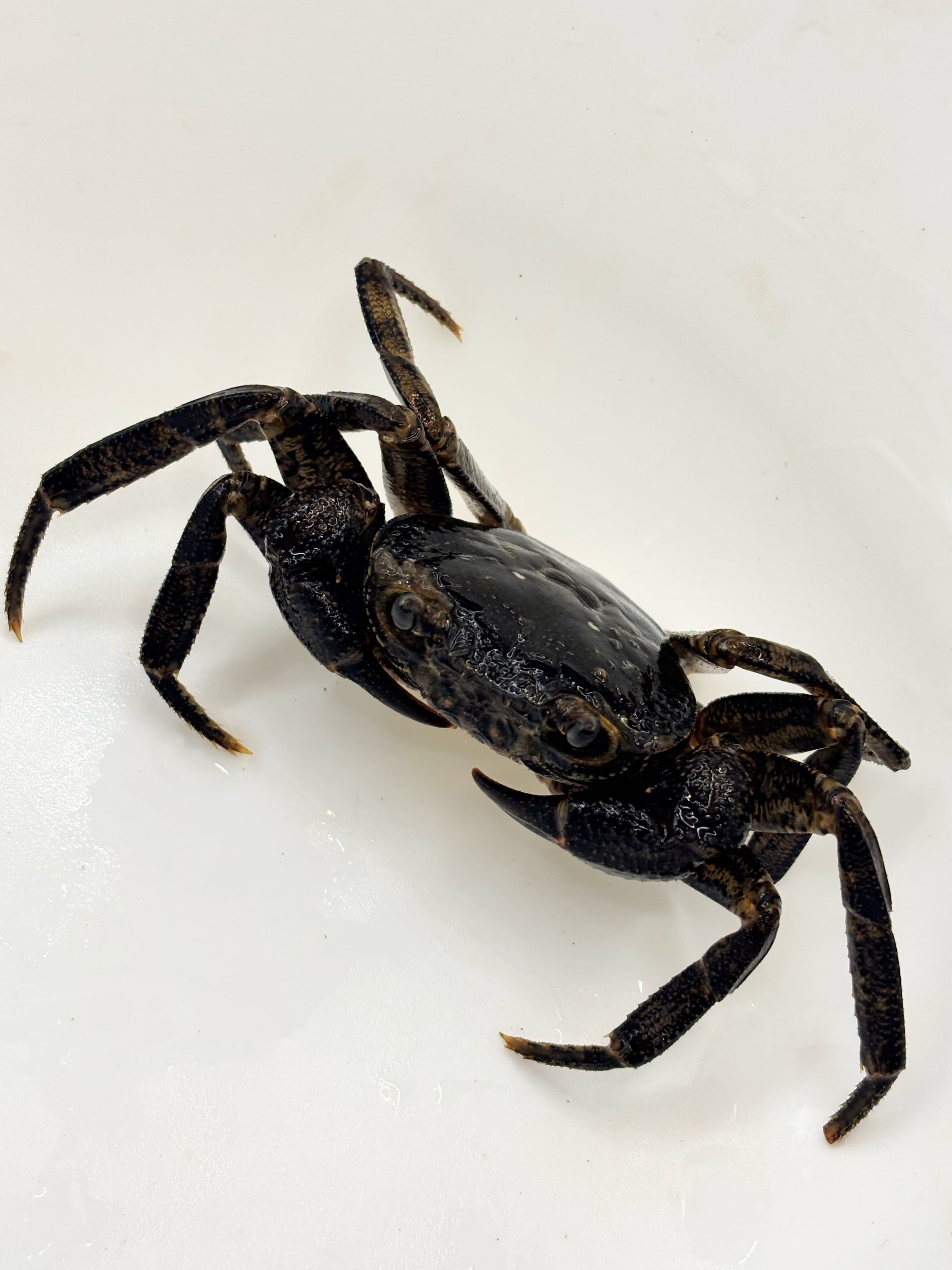 ペルビアンジャイアントセンチピード 1匹 | まるころ商店〜まるくて