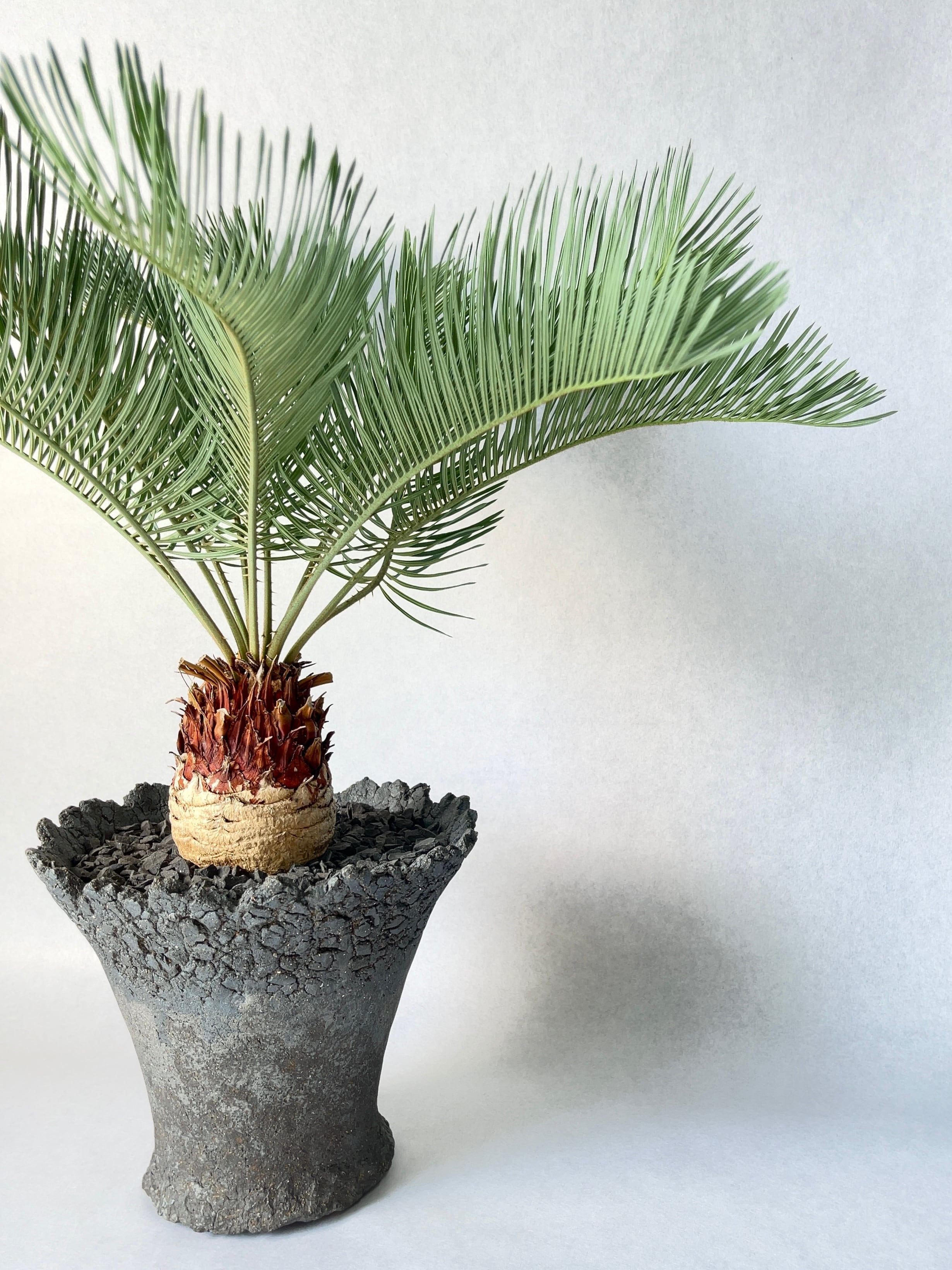 サイカス・カイルンシアナ | trigger