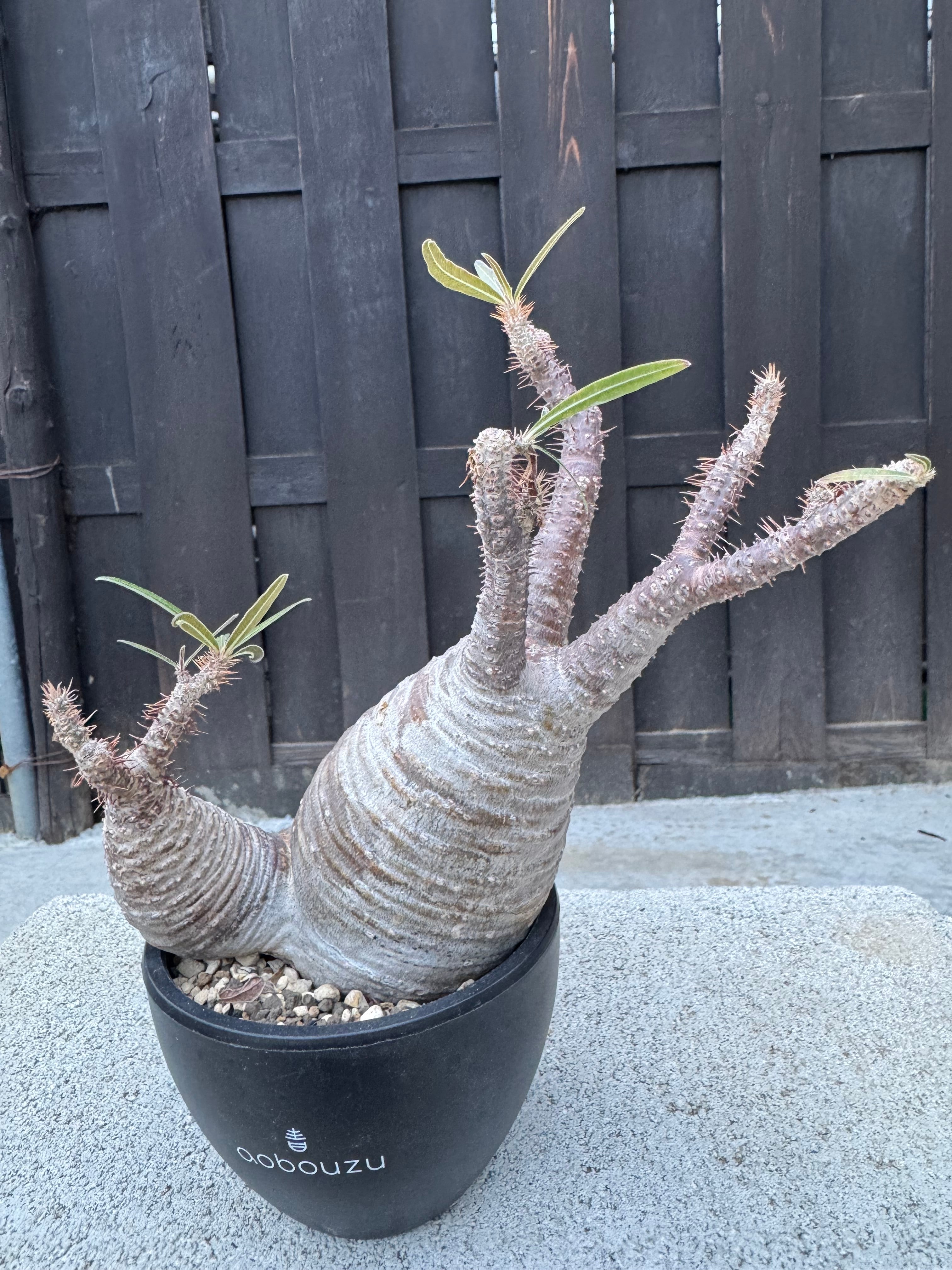パキポディウム グラキリス 現地球 丸株 枝ぶり良好 コーデックス パキポディウム グラキリス Pachypodium Gracilius 多枝 良型 現地球