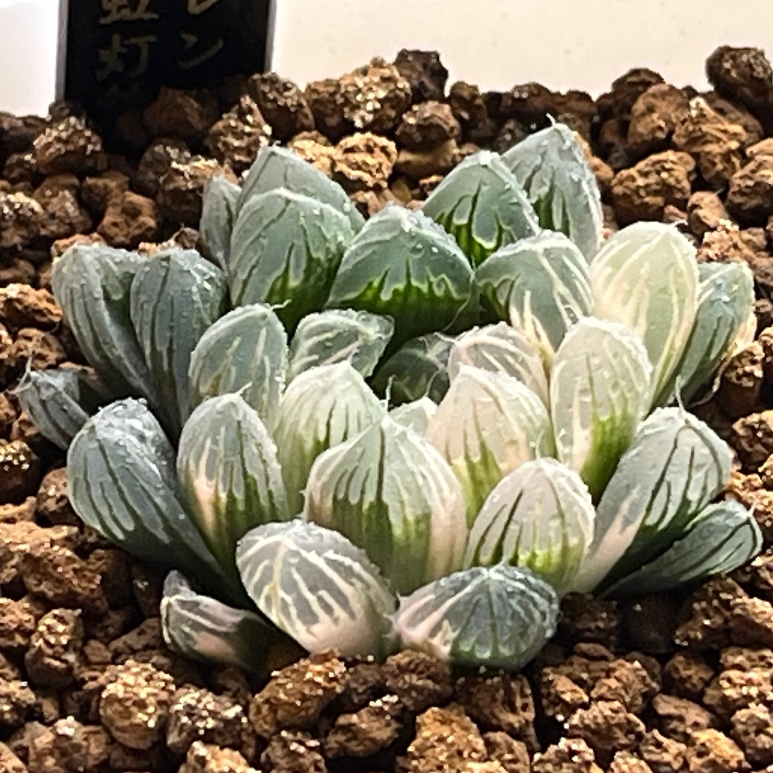 ハオルチア オブツーサ錦 金雀 | mocono_plants