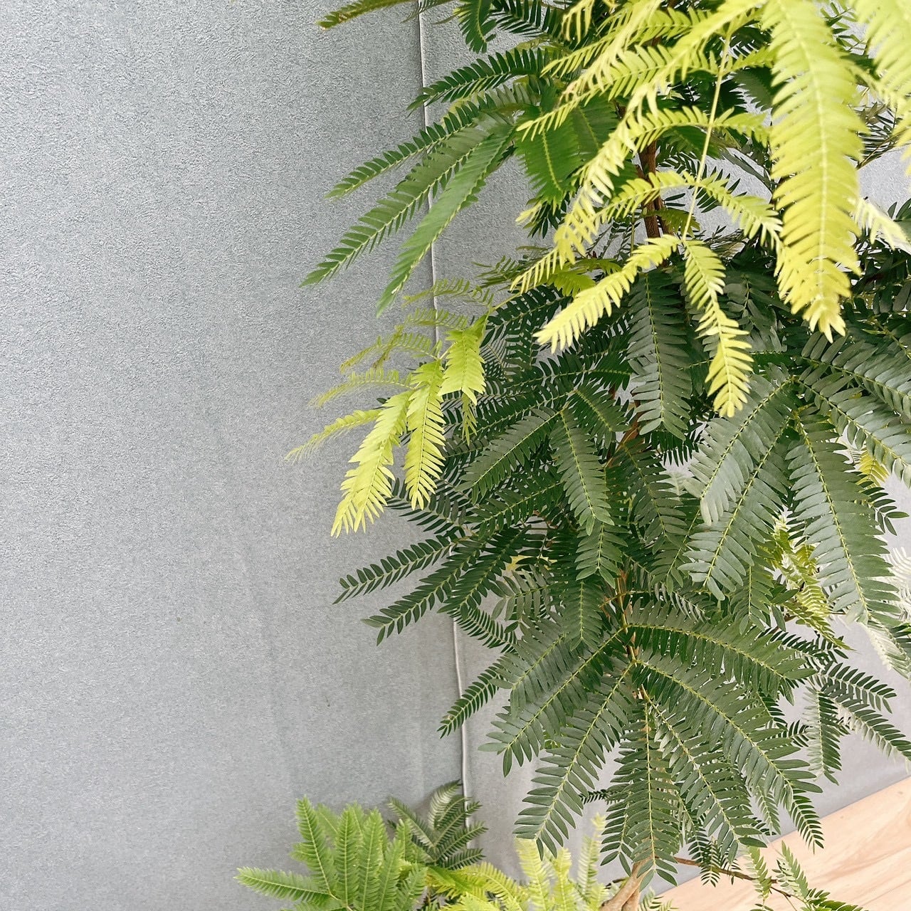 現品］2番 エバーフレッシュ 曲がり 8号 観葉植物 室内 大型 人気