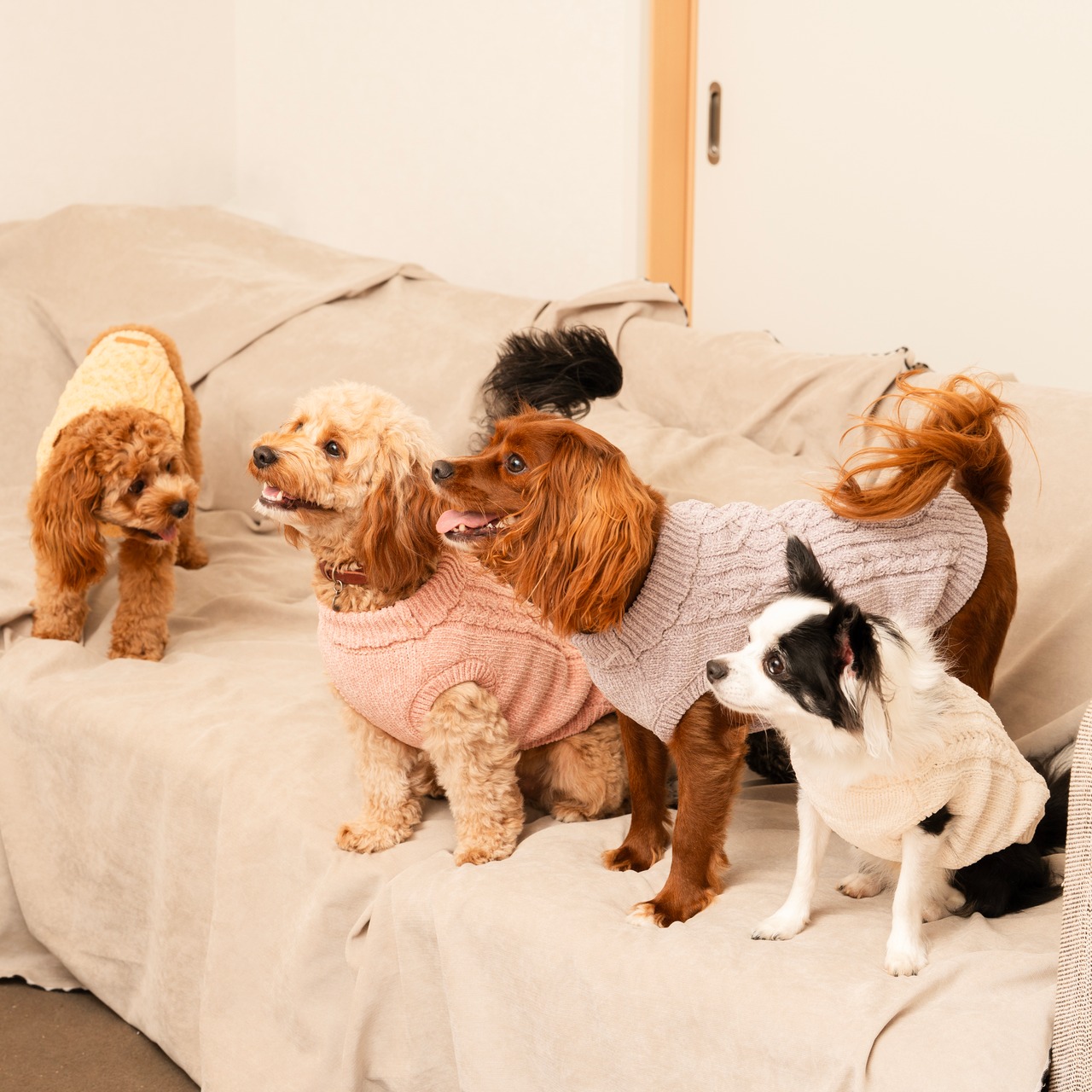 TOREOTTO38 DOG KNITVEST / PINK