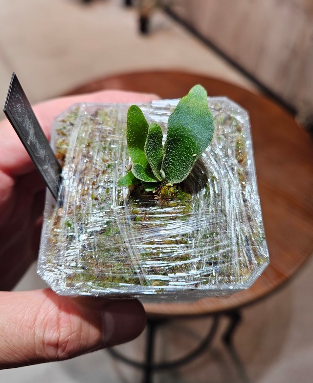 P.Jewel Sporelings【artPLANTs/PLANTS GARAGE】ビカクシダ/Platycerium