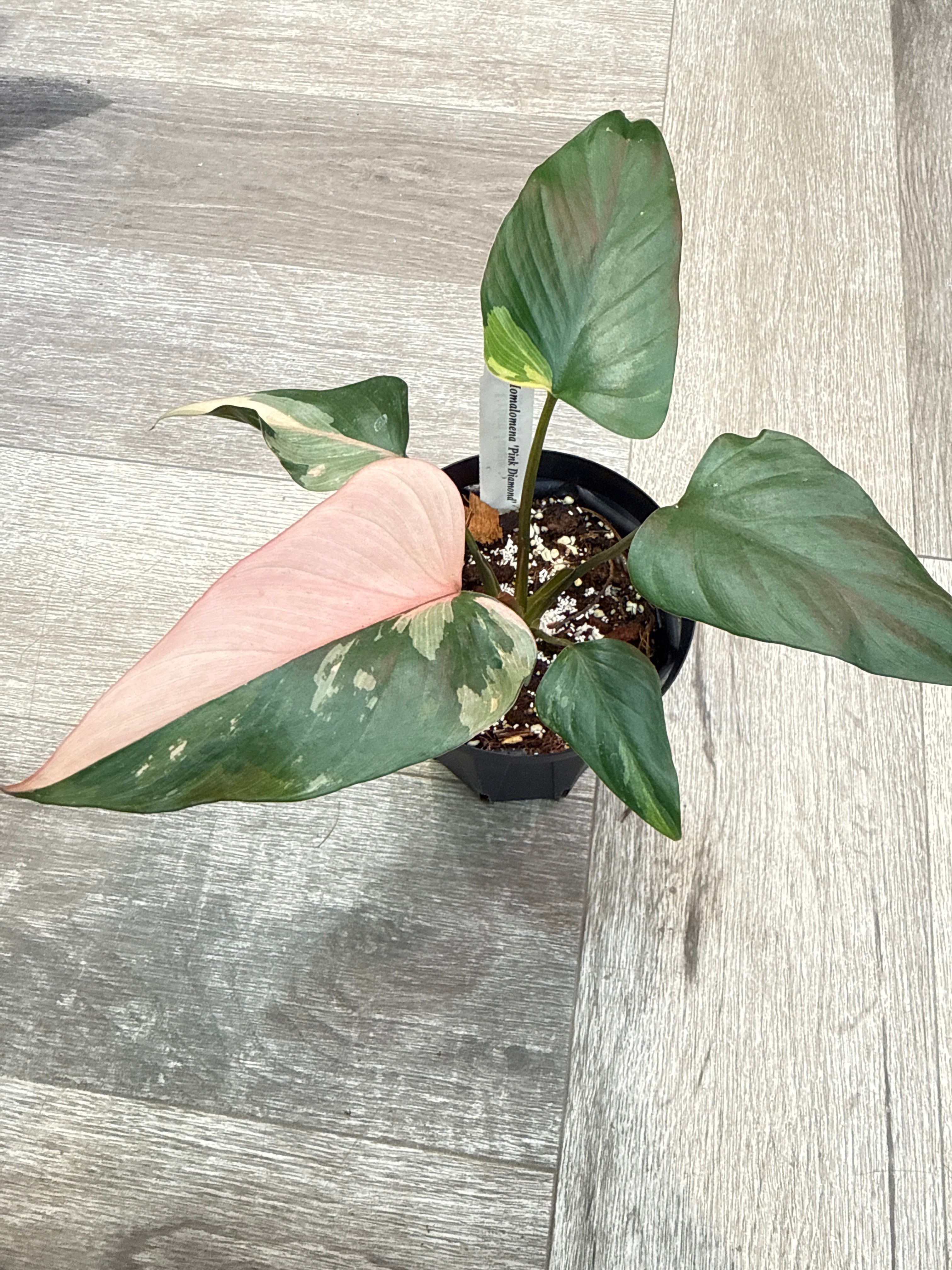 希少］フィロデンドロン 'ホイップルウェイ' | Gardenえん 【観葉熱帯