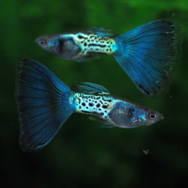 専用　メタルブルーテール　2ペア