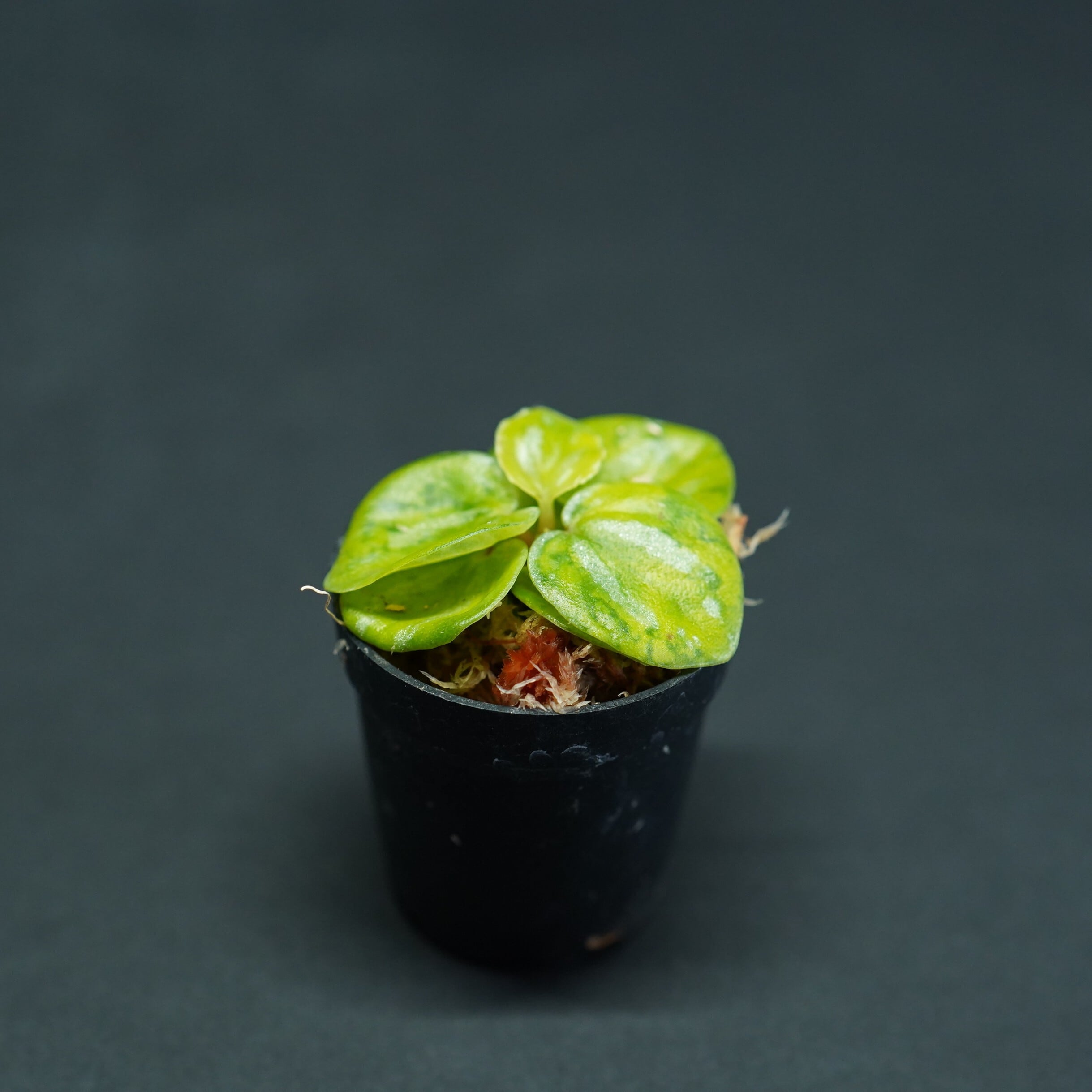 【限定10苗】ペペロミア ネオン 苔テラリウム作製用素材