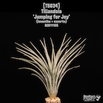 【送料無料】'Jumping for Joy'〔エアプランツ〕現品発送T5634