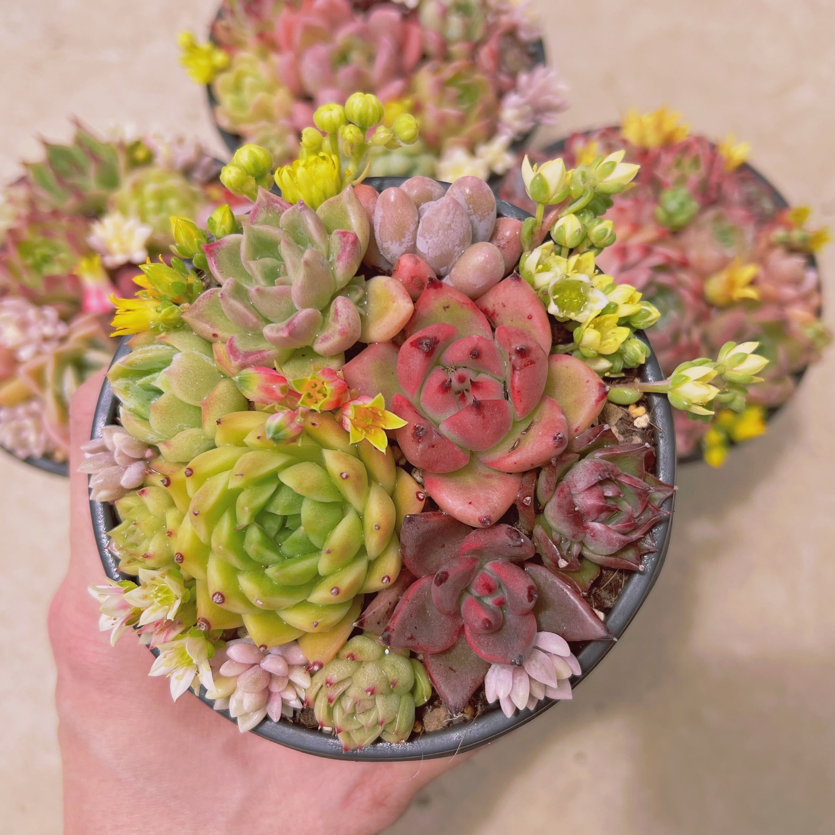 寄せ植えセット3004 | るる農園~多肉植物専門