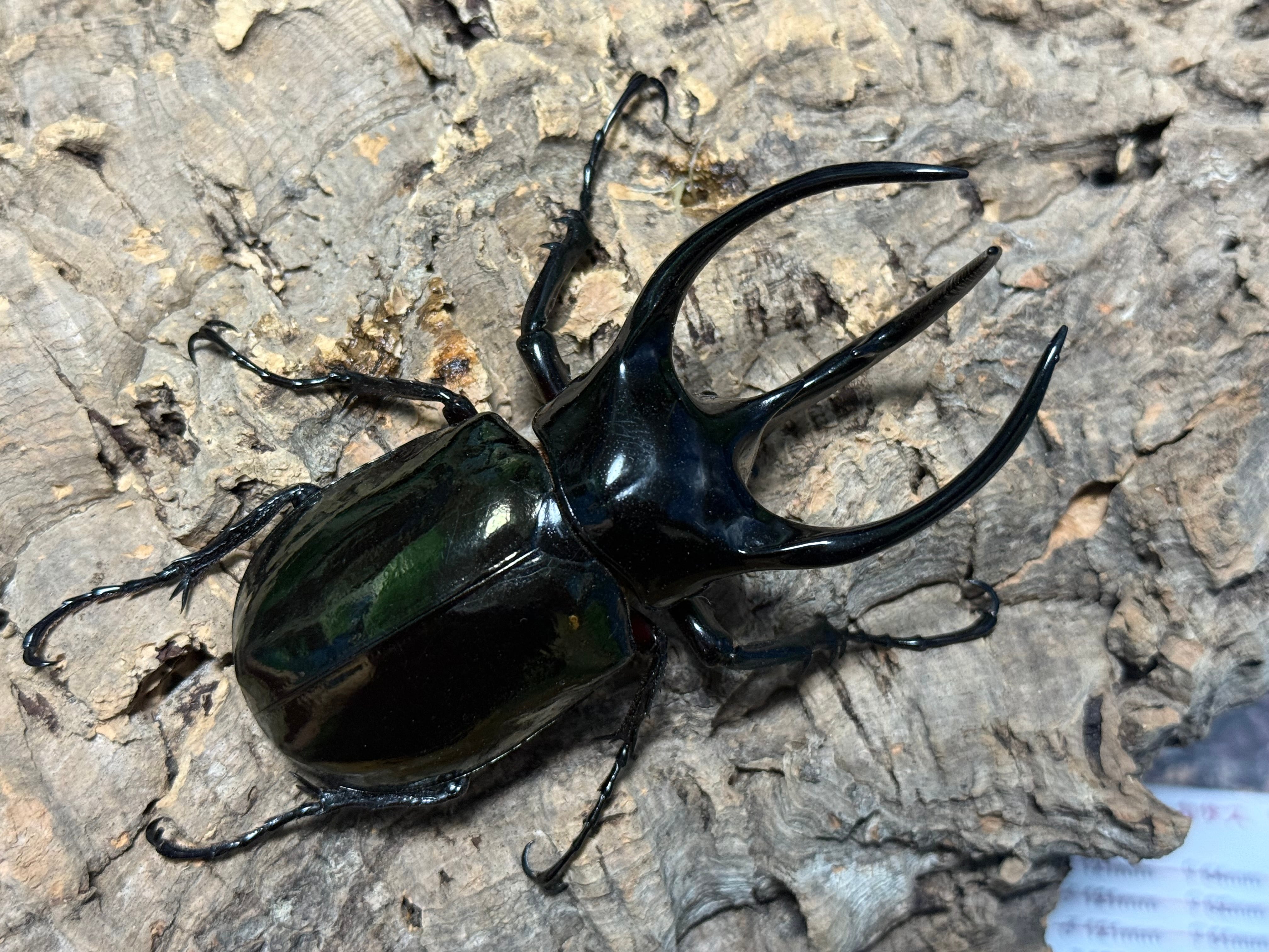 WD タイリクコーカサス ♂108mm ♀55mm ペア | BeetleHouse79