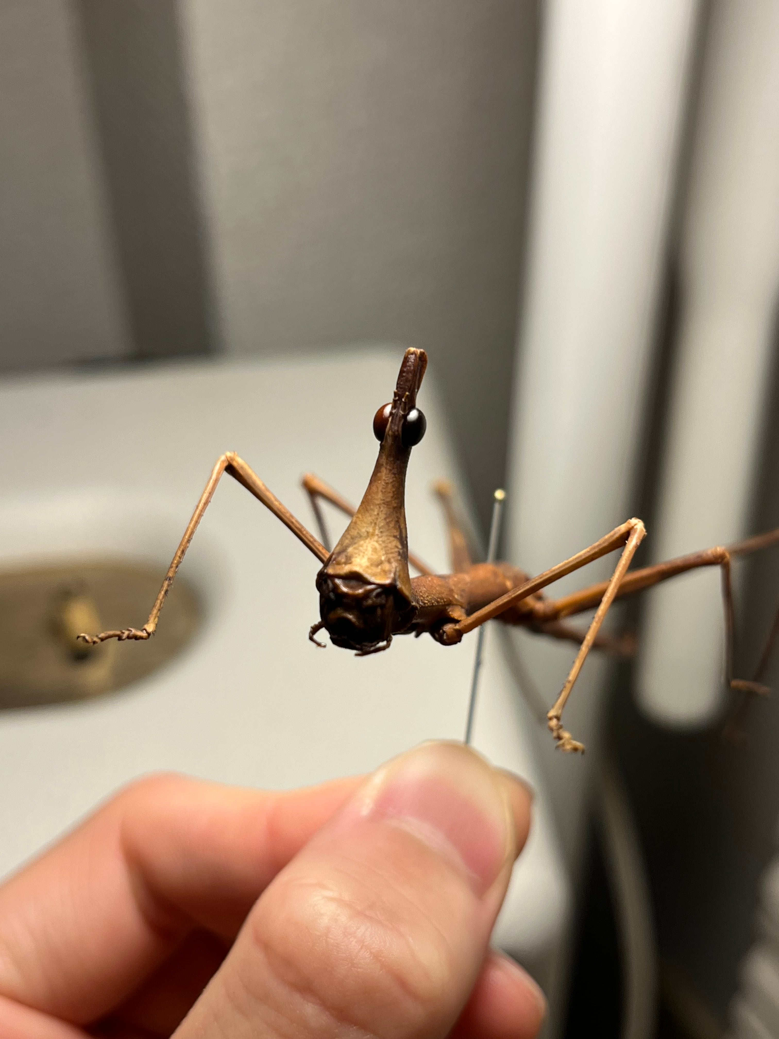 128mm】ザ草食動物の優しそうな顔をしたオウサマボウバッタ 標本 直
