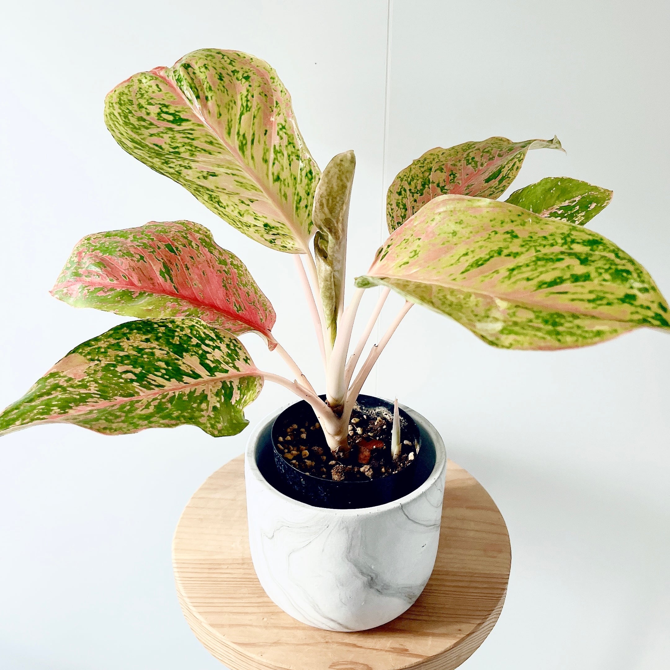 人気》フィッシュボーンカクタス ハンギング 観葉植物 calm cafe