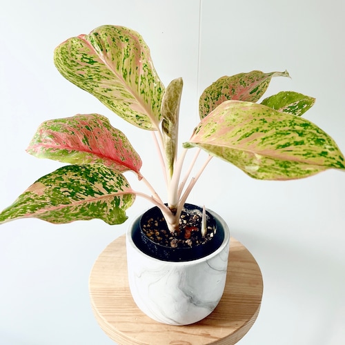 アグラオネマ・ラクサプ＊美しい色合いが魅力の観葉植物 calm cafe