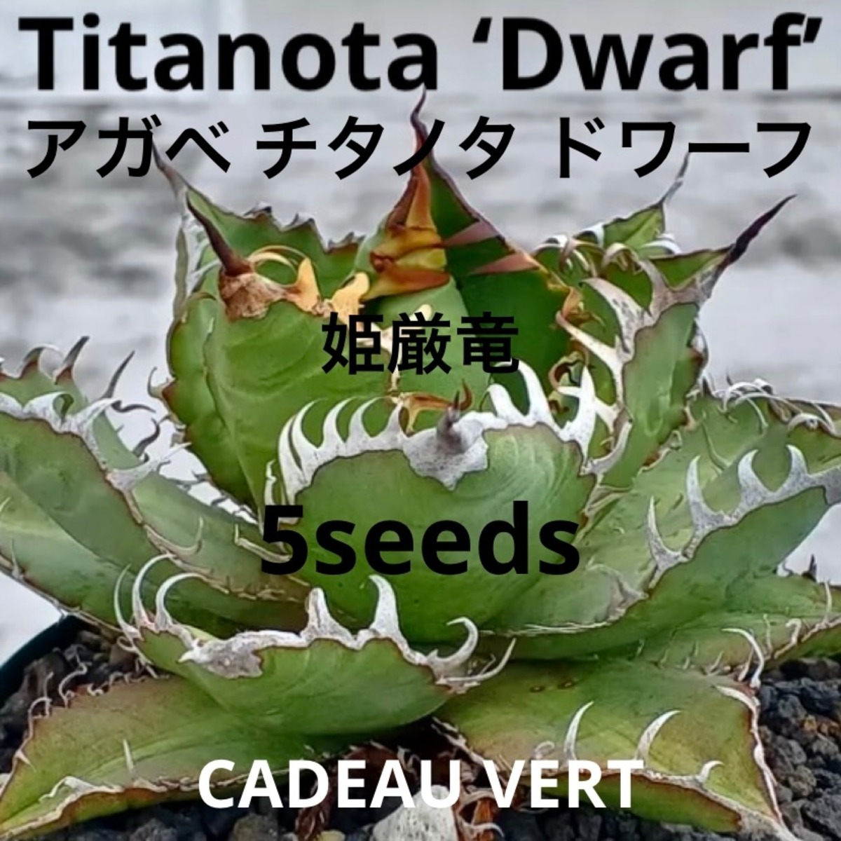 種子】アガベ チタノタ ドワーフ☆Titanota  