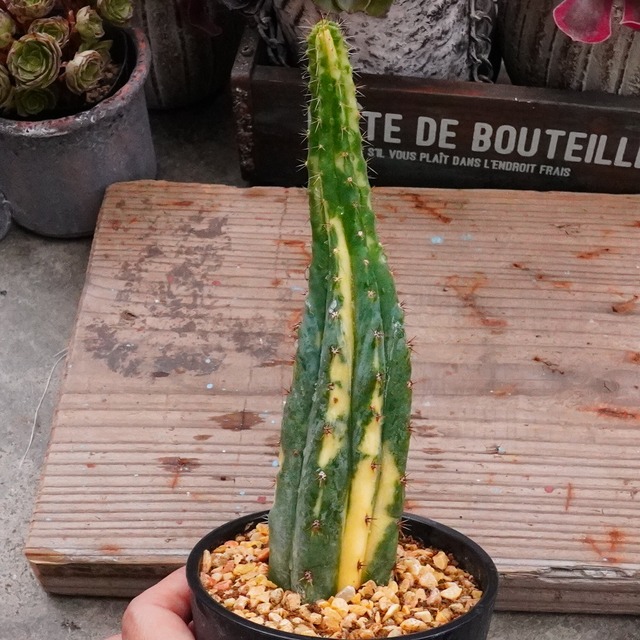 30%OFF！激レア斑入りサボテン！極美【Echinopsis pachanoi 斑入りパチャノイ 2】サボテン