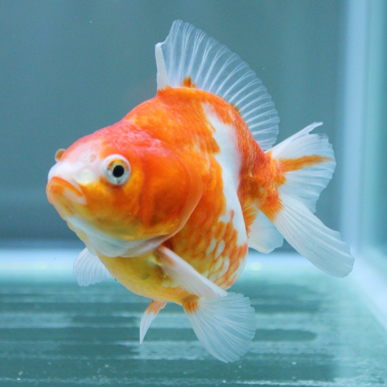 だるま琉金 桜 １２ｃｍ 金魚 熱帯魚専門店 Aquapro H