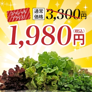 【FISH VEGGIES】スターターセット　初めての方にピッタリ！化学肥料/農薬不使用だから安心して食べられる