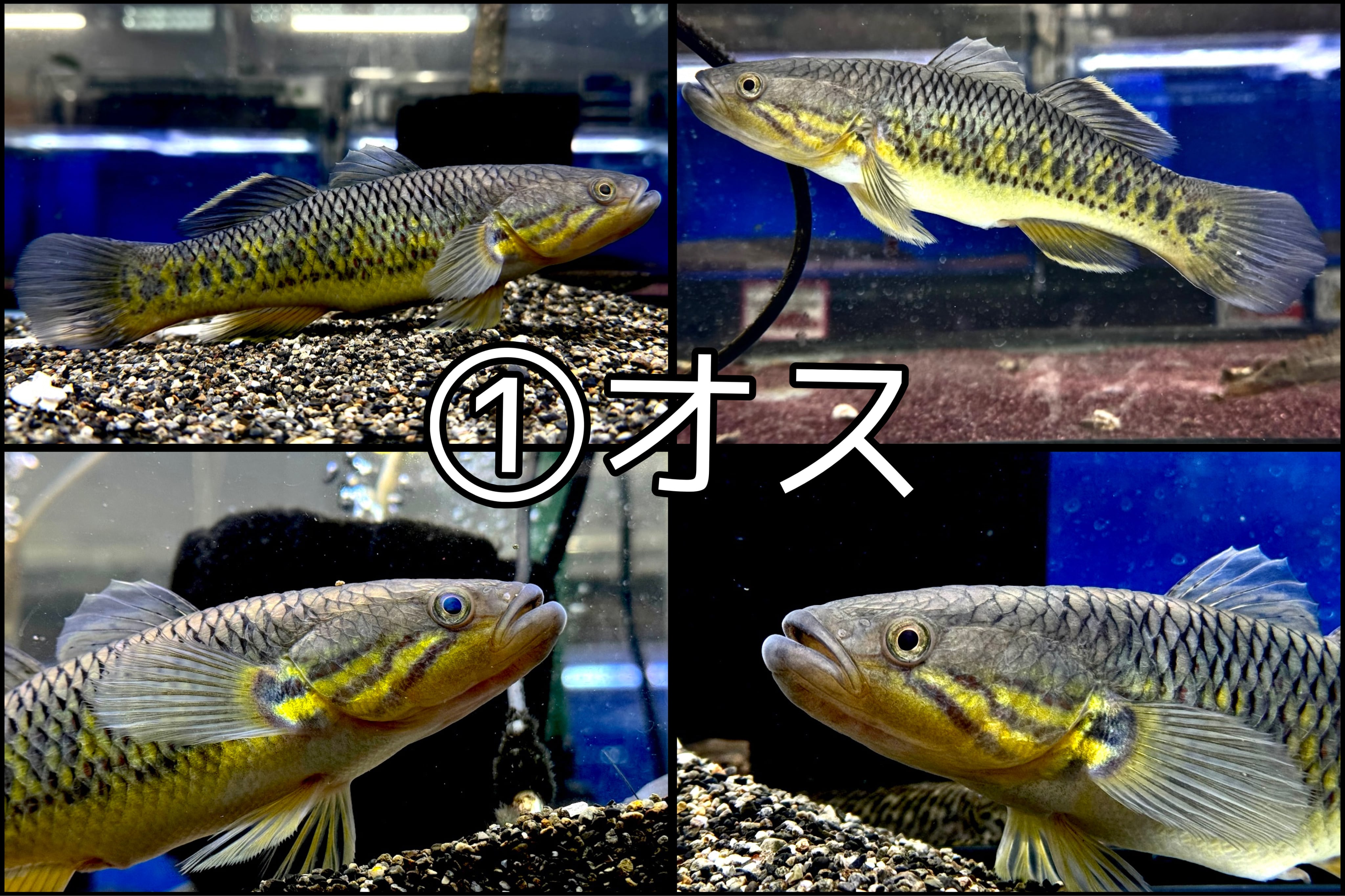 タイニークラッシュ Jスネークヘッド インドネシア産スネークヘッドガジョン 18〜20cm | AQUASTYLEG