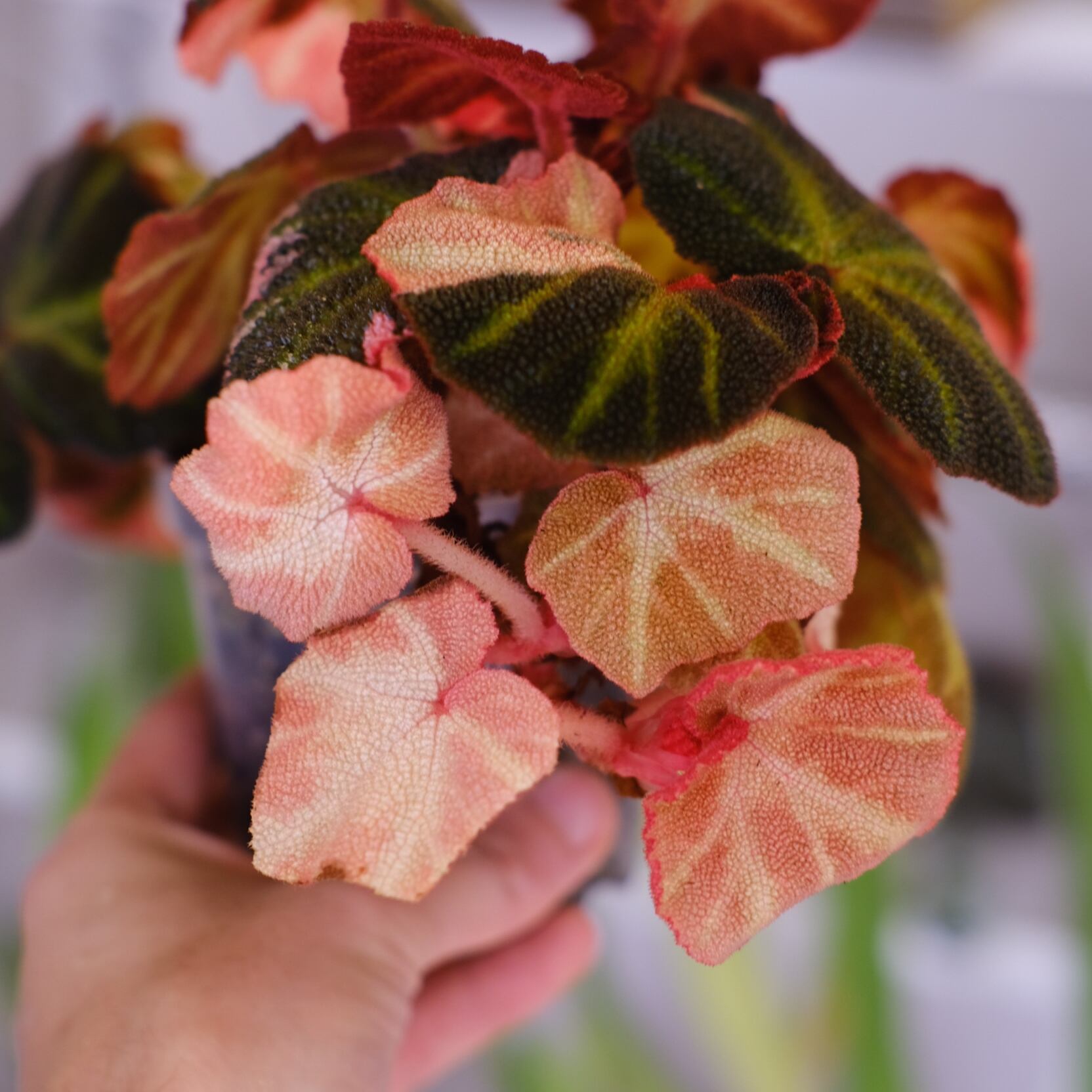 Begonia soli mutata Var│ベゴニア ソリムタータ ピンク④ Begonia soli mutata Variegated│ベゴニア ソリムタータ バリエガータ