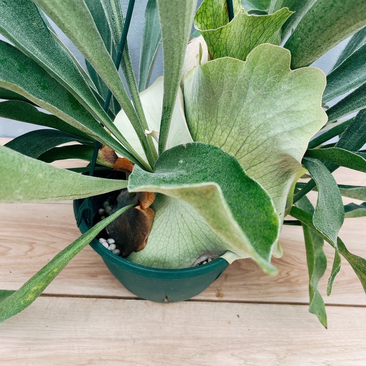 現品］1番 ビカクシダ ネザーランド 7号 コウモリラン 観葉植物 室内