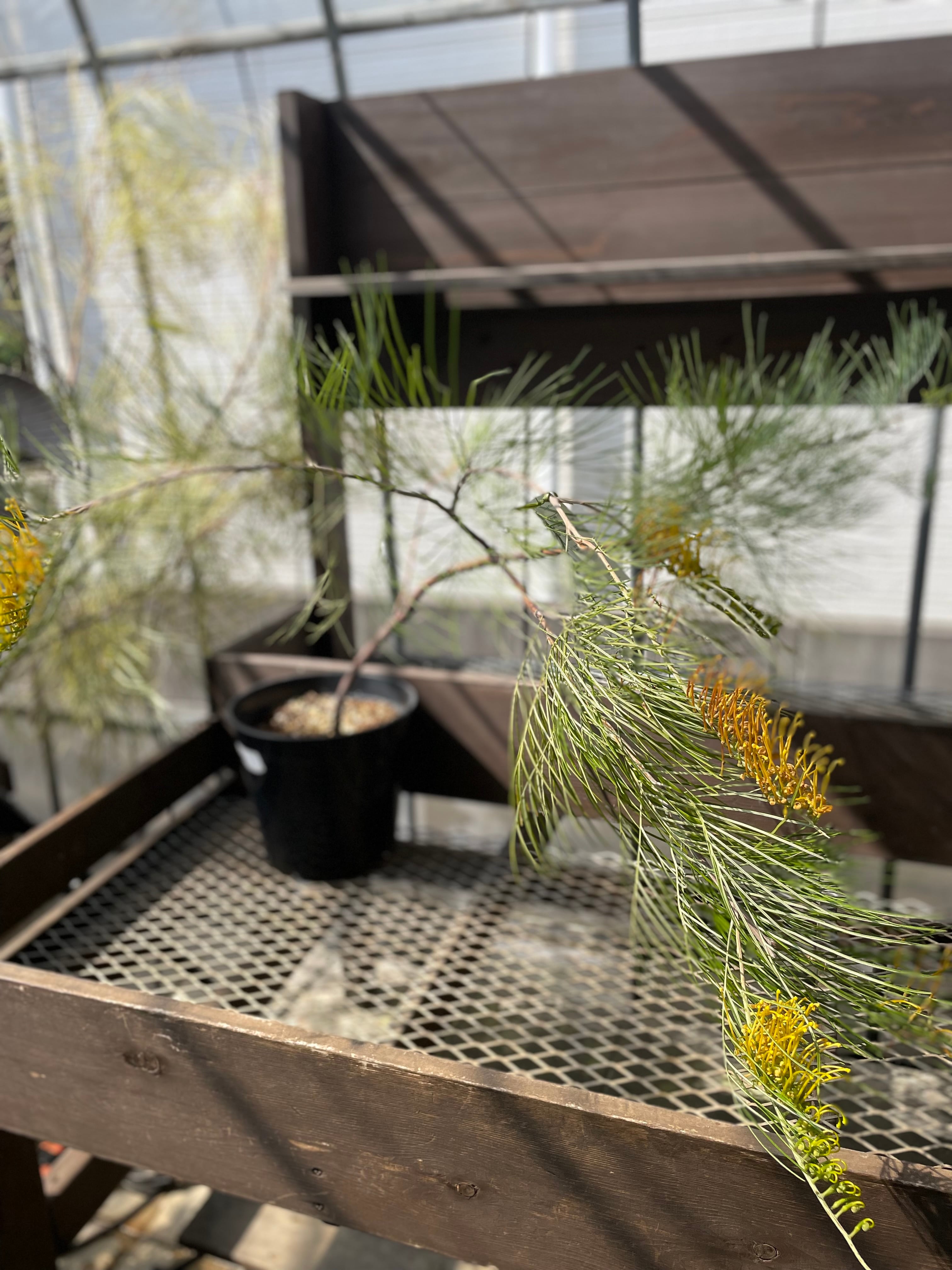 超レア グレビレア “ゴールデンレイヤー“ 南半球植物 ネイティブ 超レア グレビレア “ゴールデンレイヤー“ 南半球植物 ネイティブ