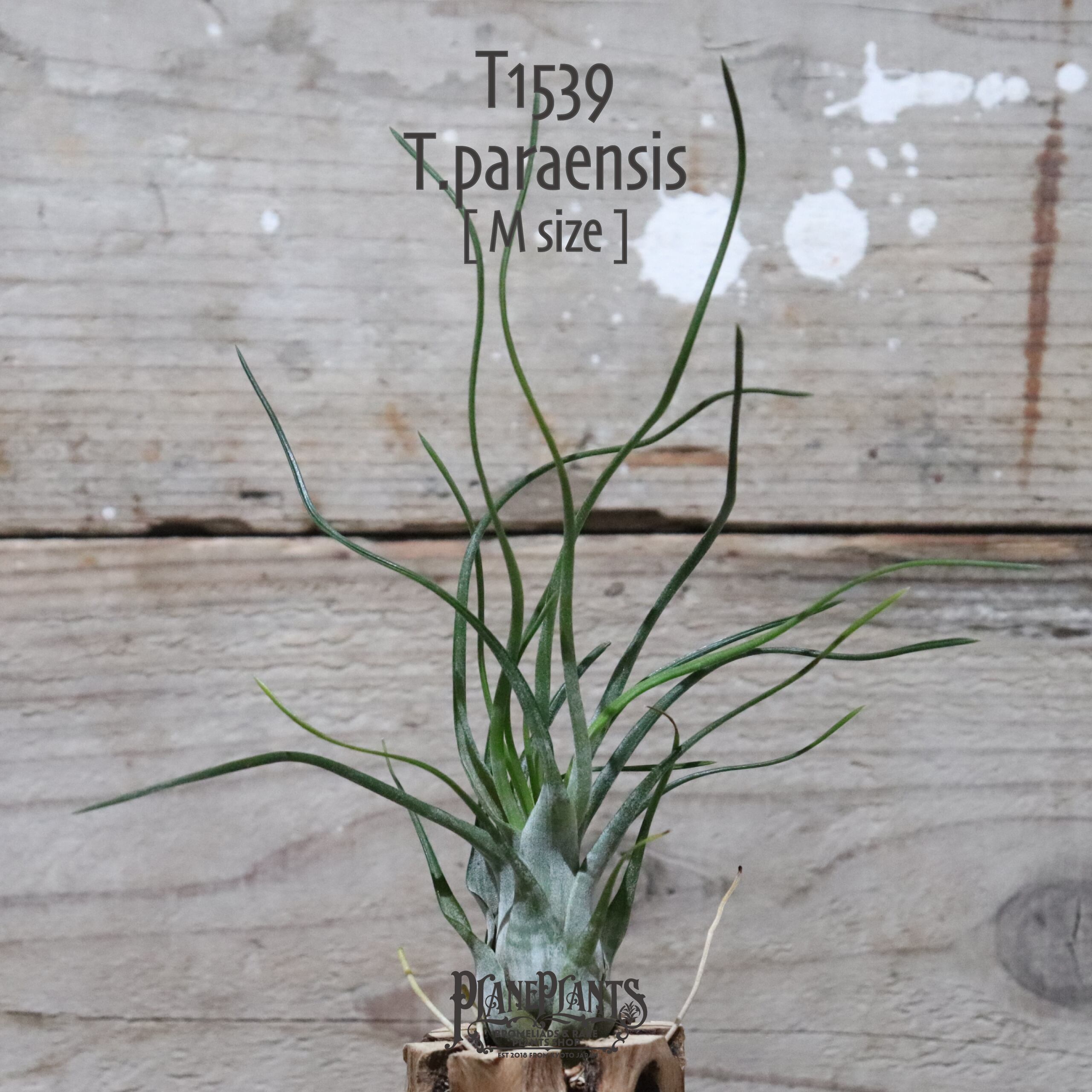 【送料無料】paraensis M〔エアプランツ〕現品発送T1539