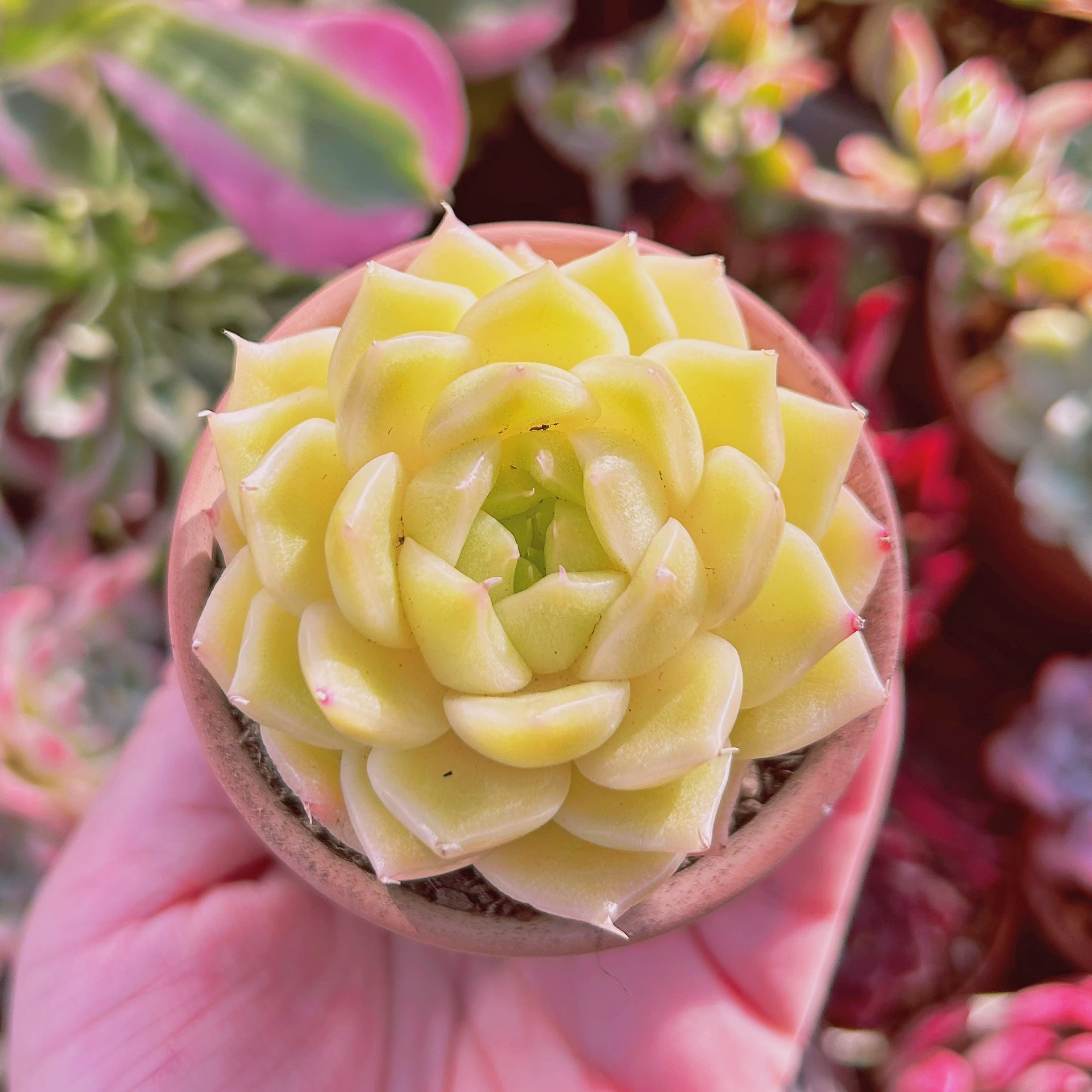 多肉植物 Echeveria 新品種 杏奈 | るる農園~多肉植物専門
