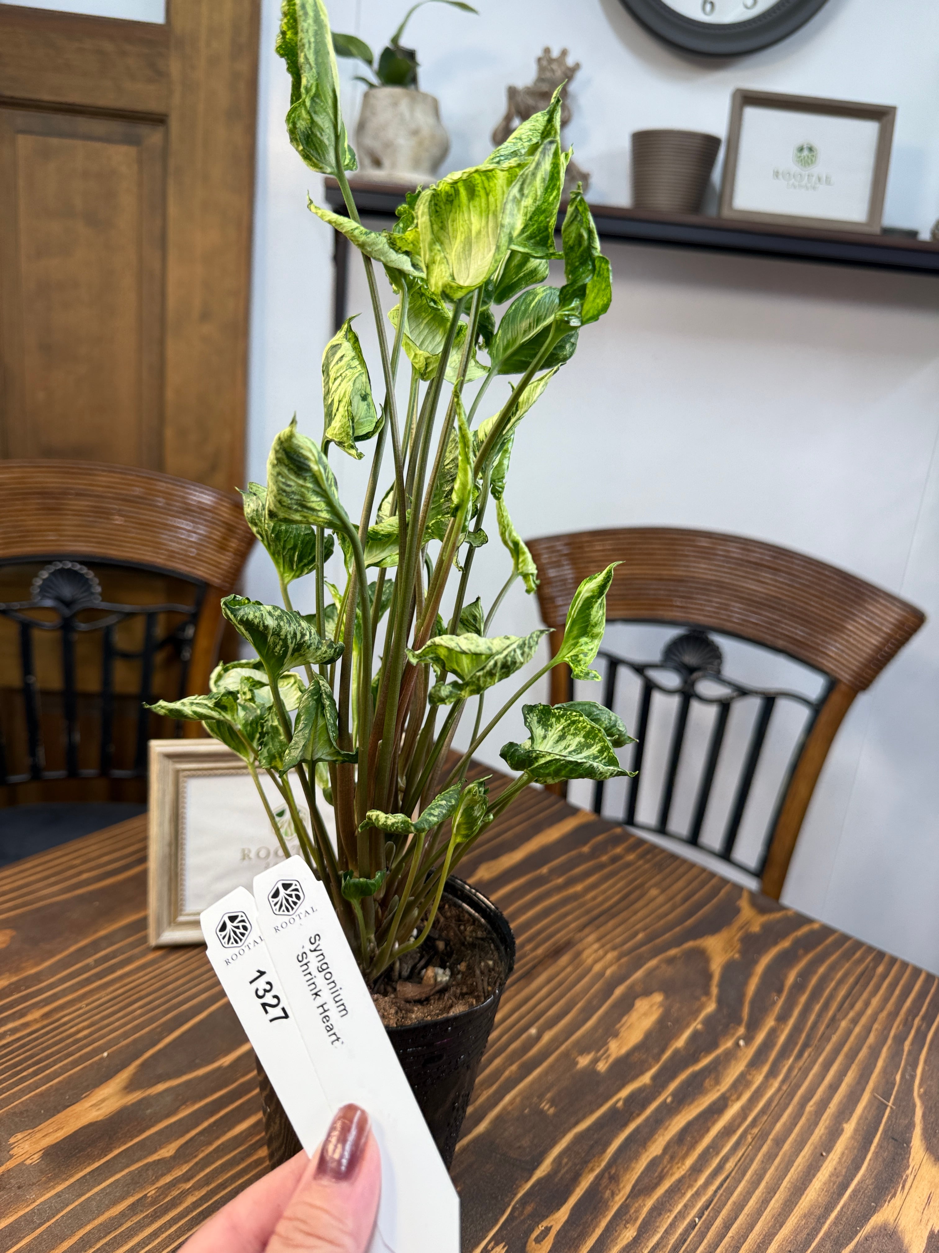 ★1327 【葉っぱはあなたのお世話を待ってます】シンゴニウム シュリンクハート(3号ポット)