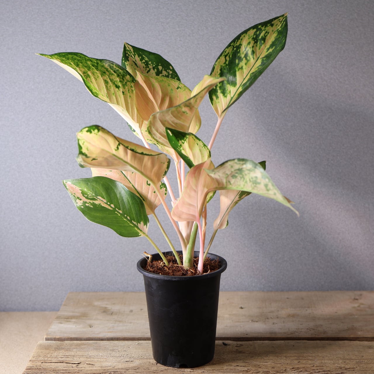 407 やさしい光をまとう『アグラオネマ アマゾン』観葉植物 【送料無料