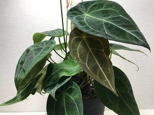 アンスリウム フォルゲッティ