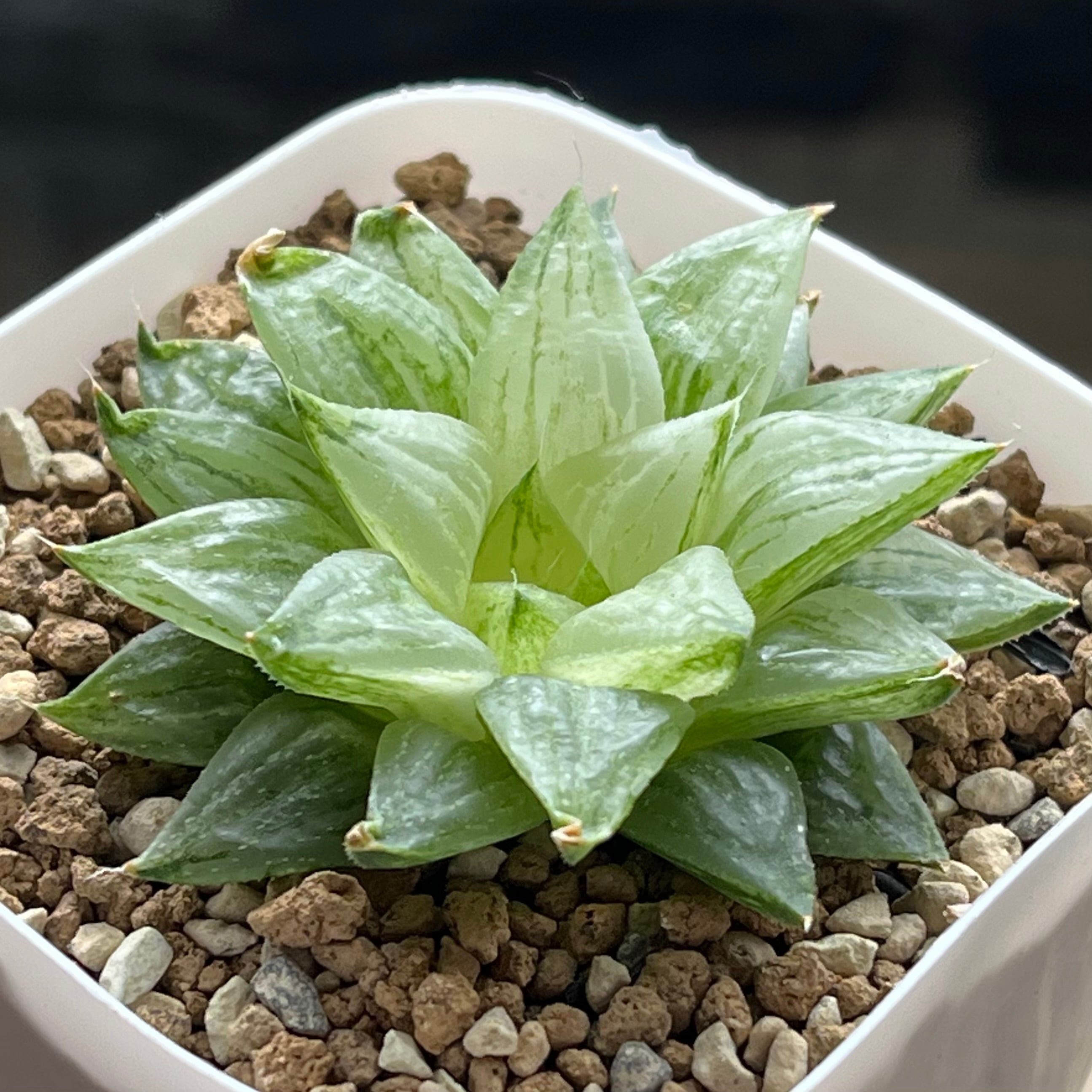 ハオルチア 万象錦 白妙 | mocono_plants