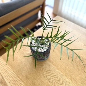 フィロデンドロン・トータム