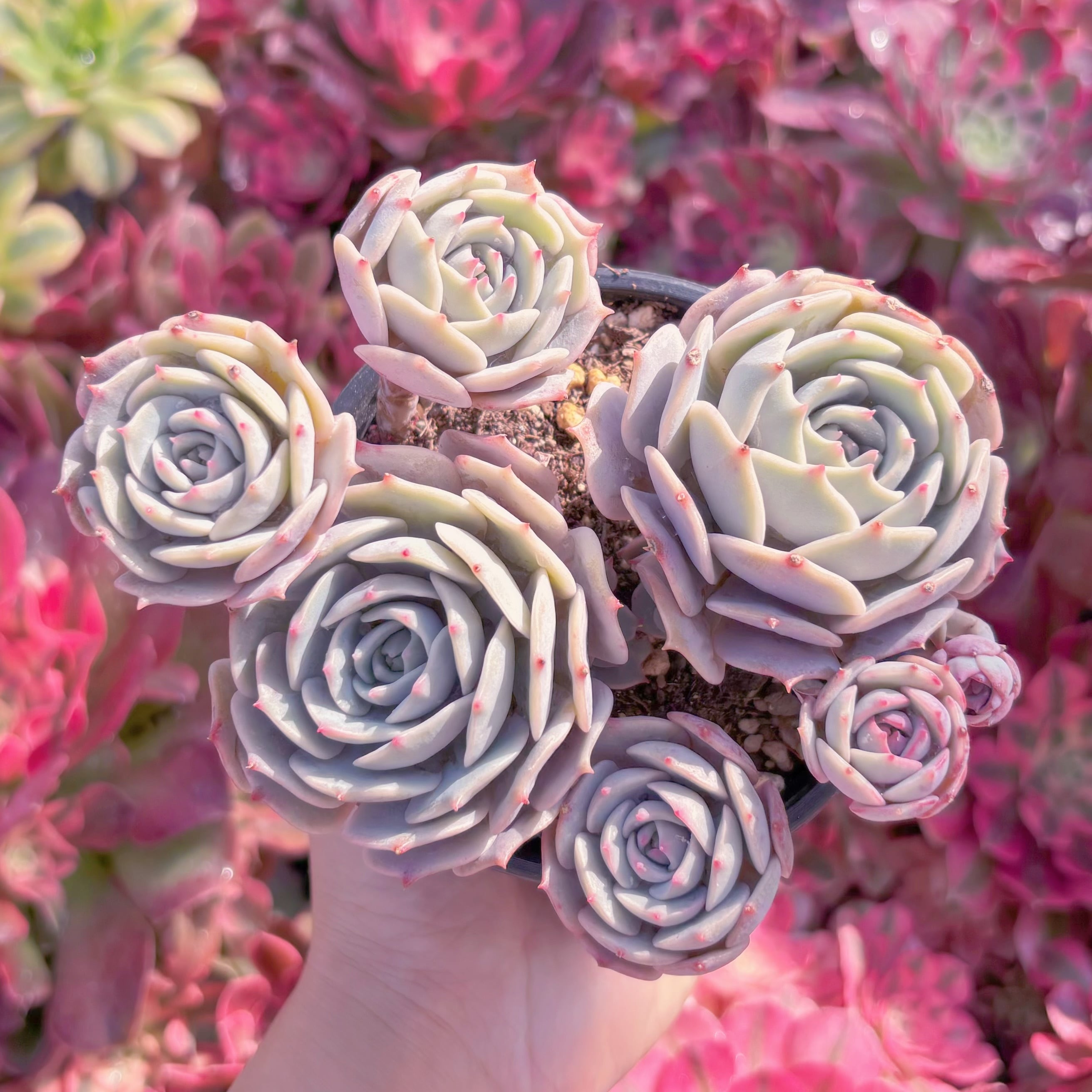 現品　ローラ#K132　るる農園