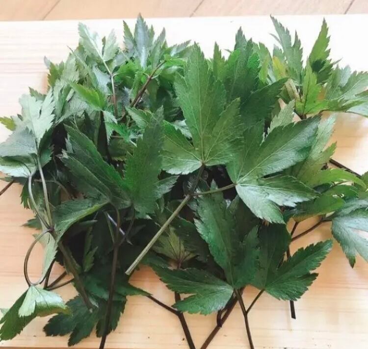 大和当帰の種(50粒) | つづらお薬草ハーブ園
