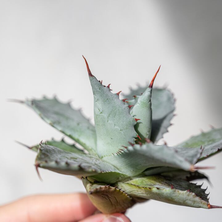 アガベ 蠍蟹 (サソリガニ) No.1 | Agave Rocon