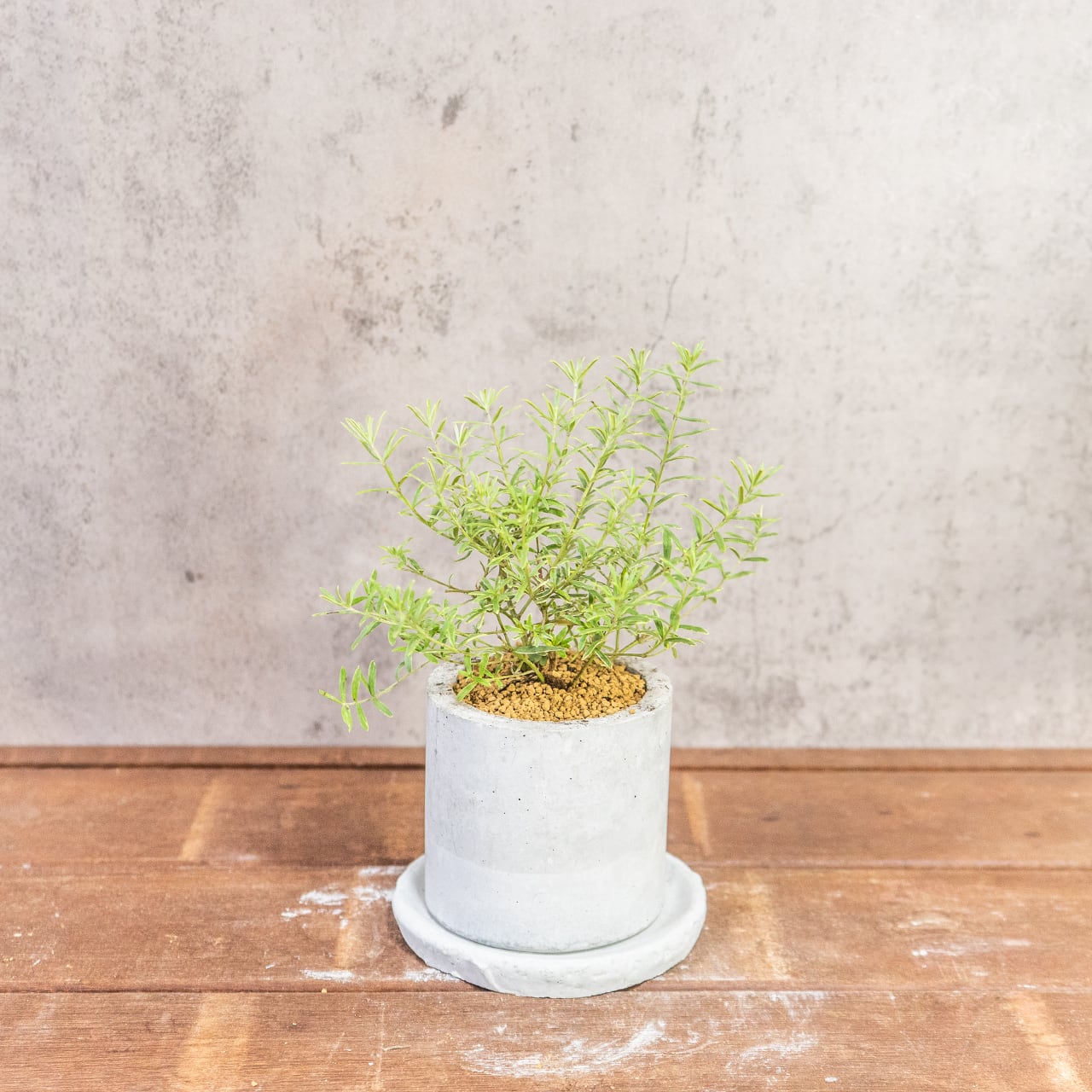 ウエストリンギア・ライムライト｜細葉が美しい爽やかグリーンのインテリア植物【虫発生抑制／手づくりモルタル鉢】