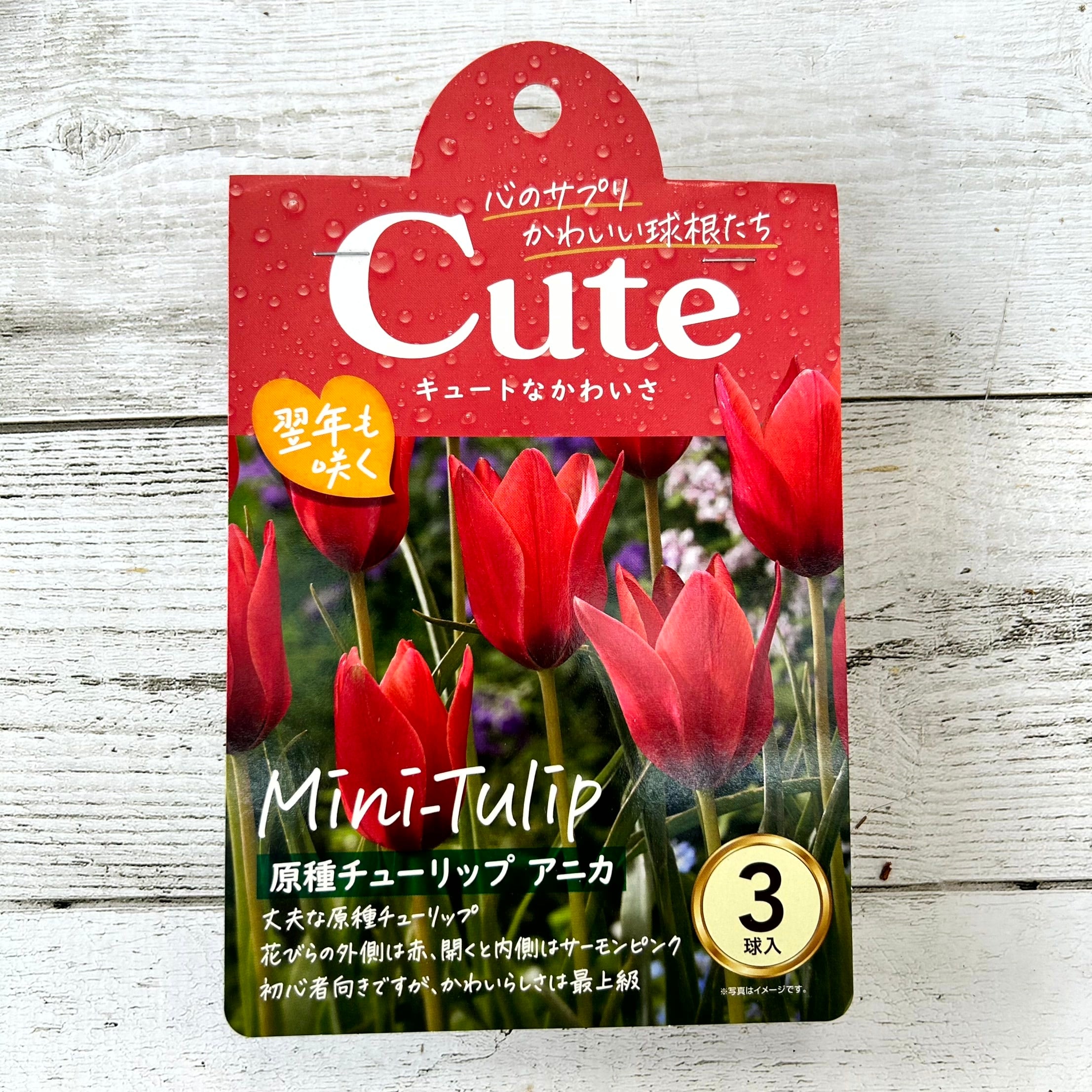 球根 原種チューリップ Cuteシリーズ 【アニカ】are [サイズ: 3球入り