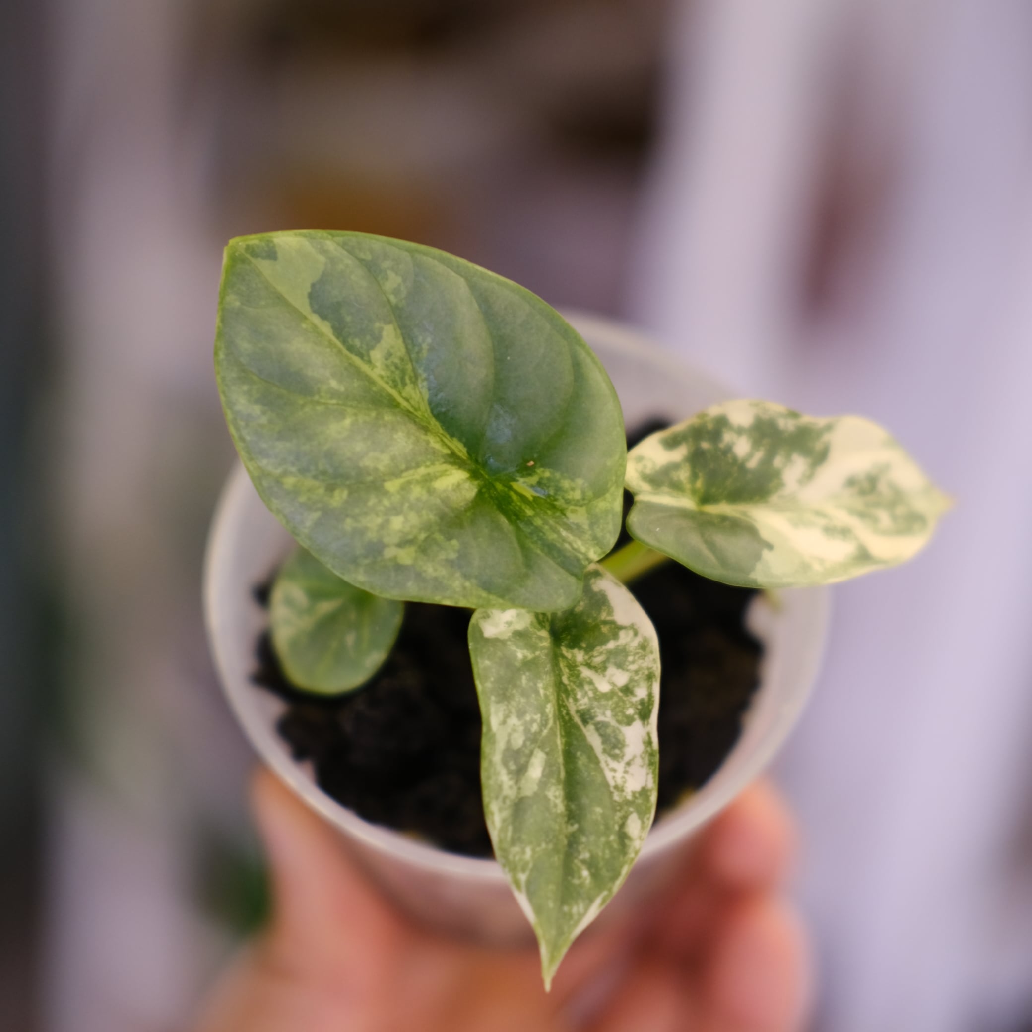 斑入りアロカシア / Premium Alocasia | tokyoplants / 観葉植物専門店