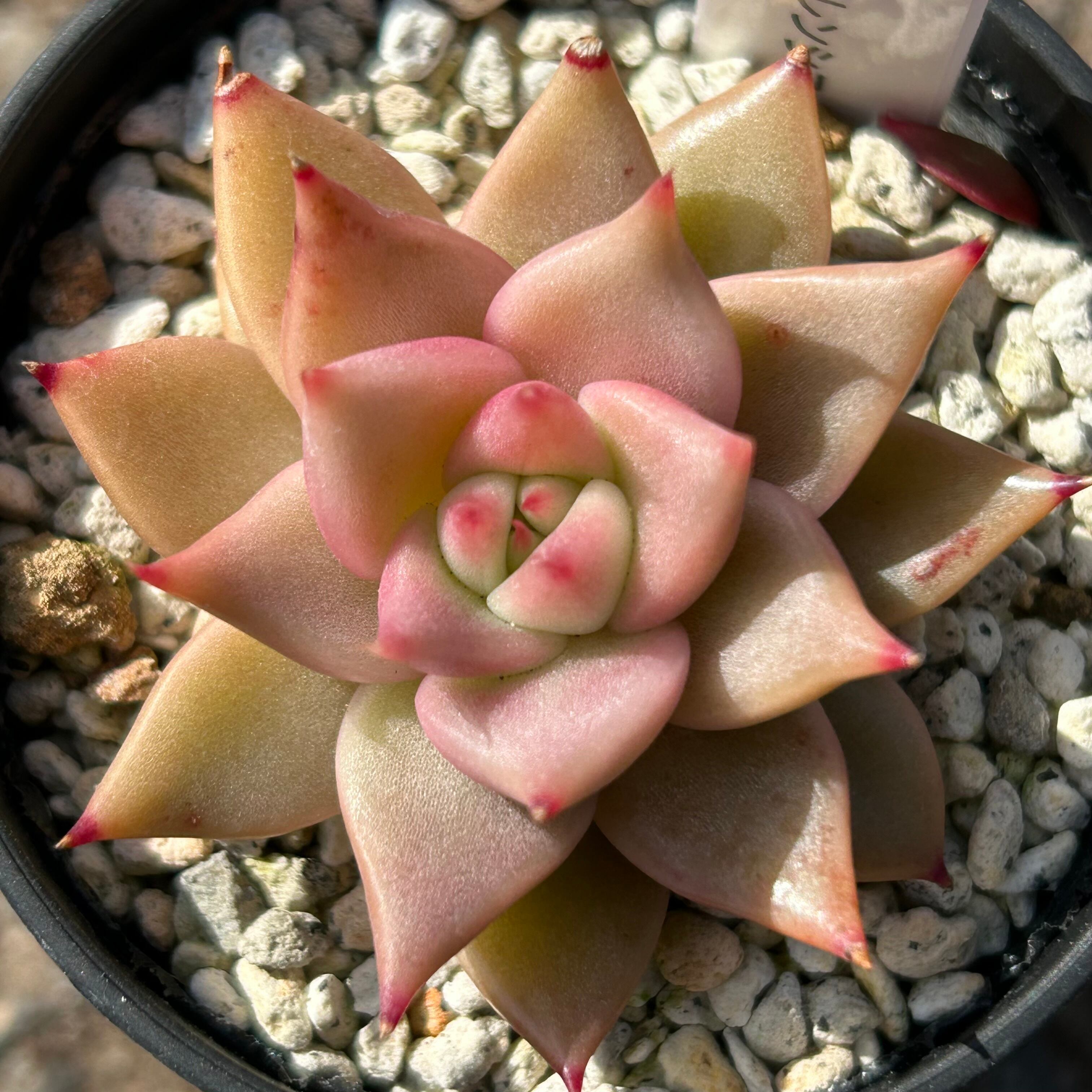 ロメオxトバレンシス 多肉植物 エケベリア