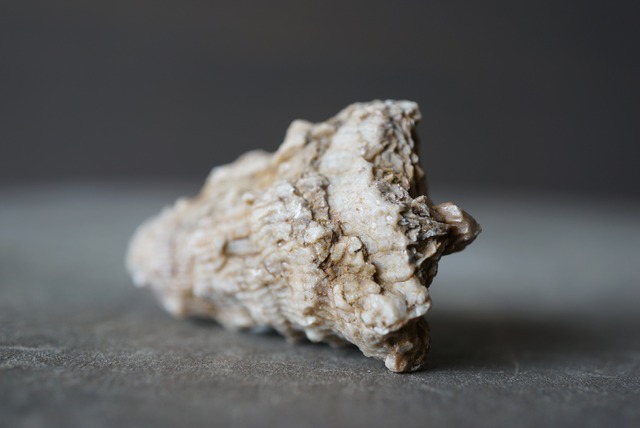 テキサス州産四放サンゴ化石 Lophophyllidium proliferum 1486