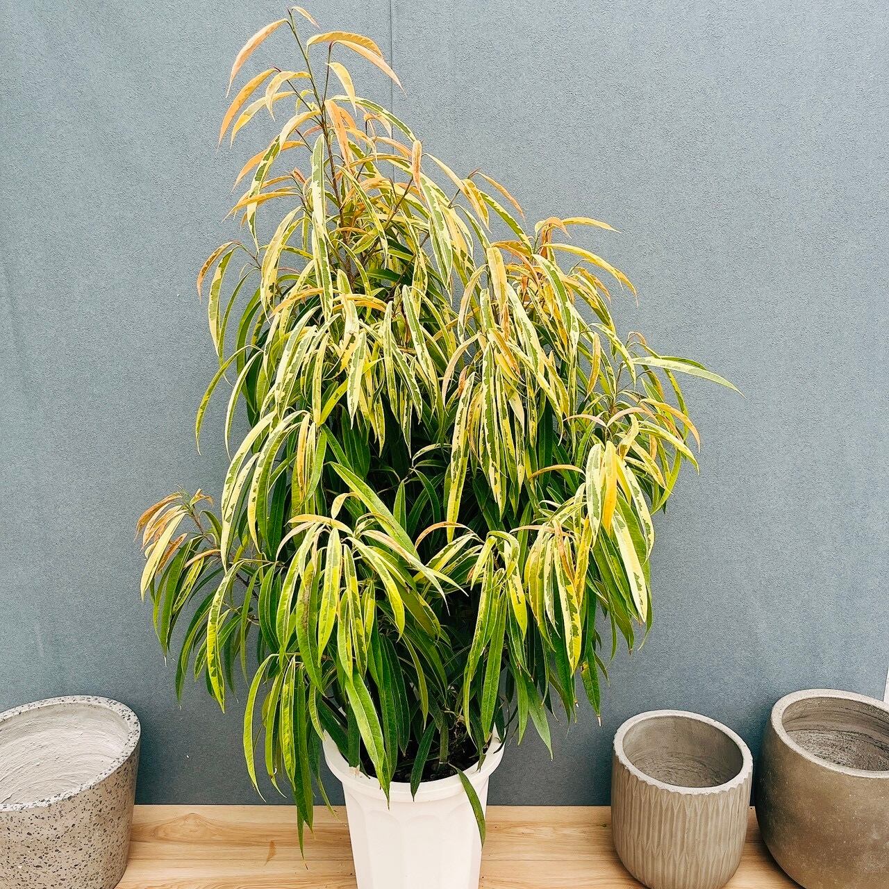 ［現品］【希少】ユッカ　アロイフォリア　8号　観葉植物　室内　レア　千寿蘭 現品］【希少】ユッカ アロイフォリア 8号 観葉植物 室内 レア 千寿蘭