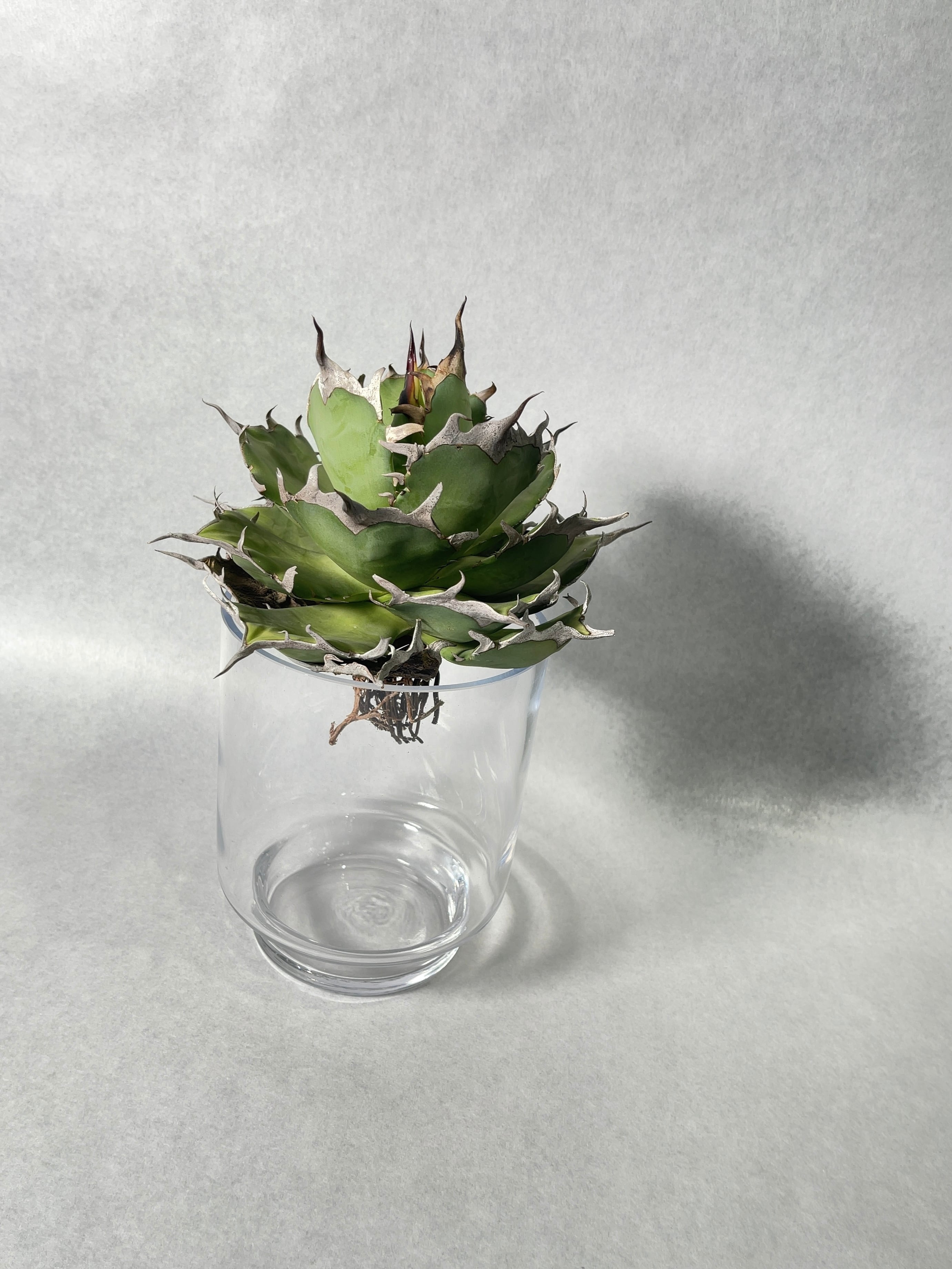 アガベ チタノタ ハデス Agave titanota Hades No.2 | mana's