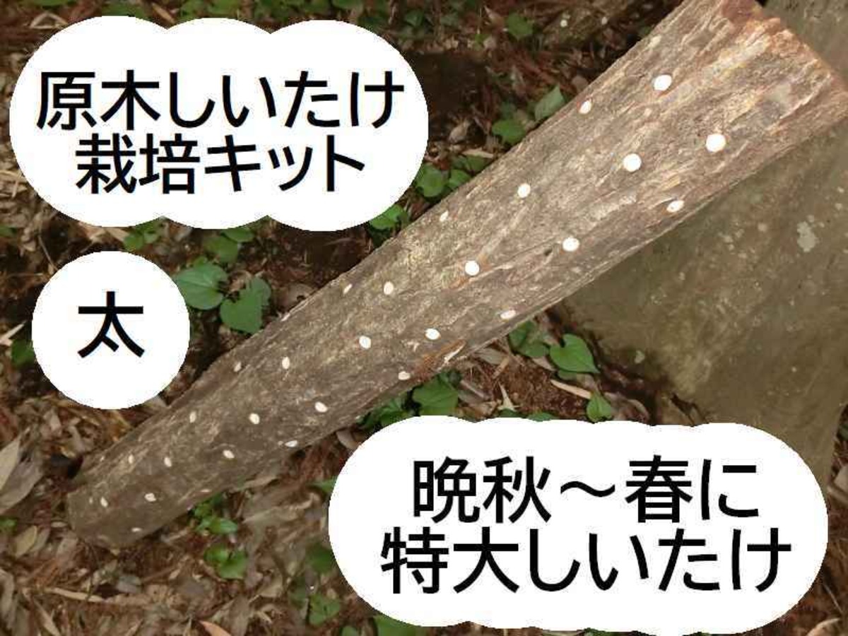 原木しいたけ栽培セットBCEXL1 太め ホダ木1本 もっと美味しく・もっと 