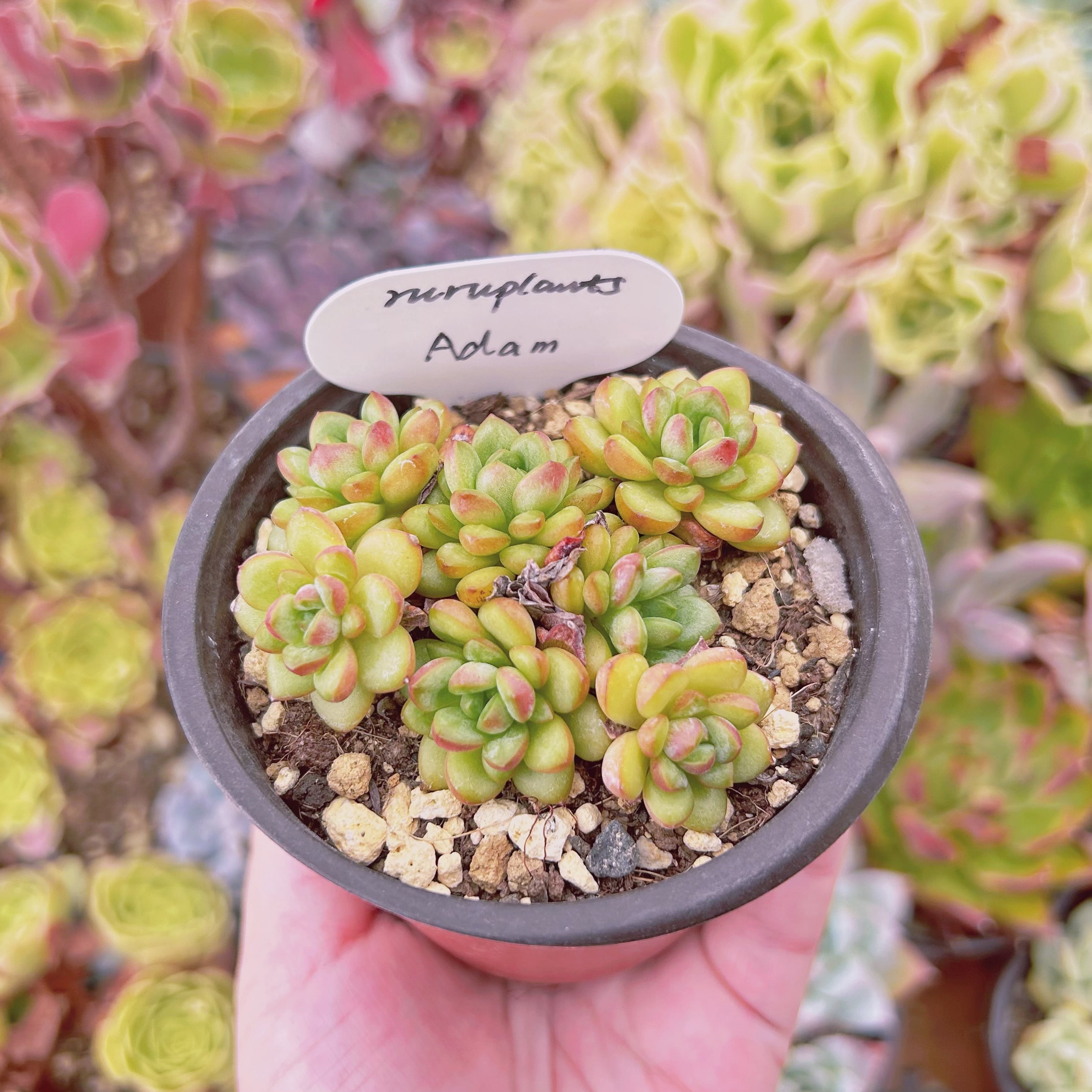 現物 多肉植物 Adam 抜き苗 | るる農園~多肉植物専門 現物 多肉植物 Adam 抜き苗 | るる農園~多肉植物専門