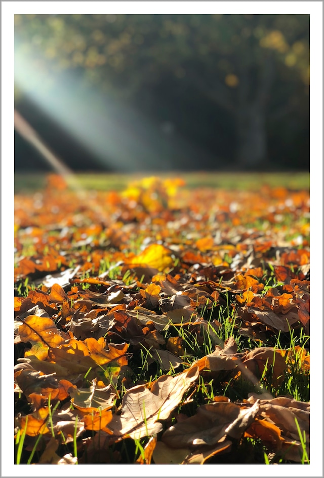 Kalø（カルー）の秋 ｜ デンマークの風景ポストカード