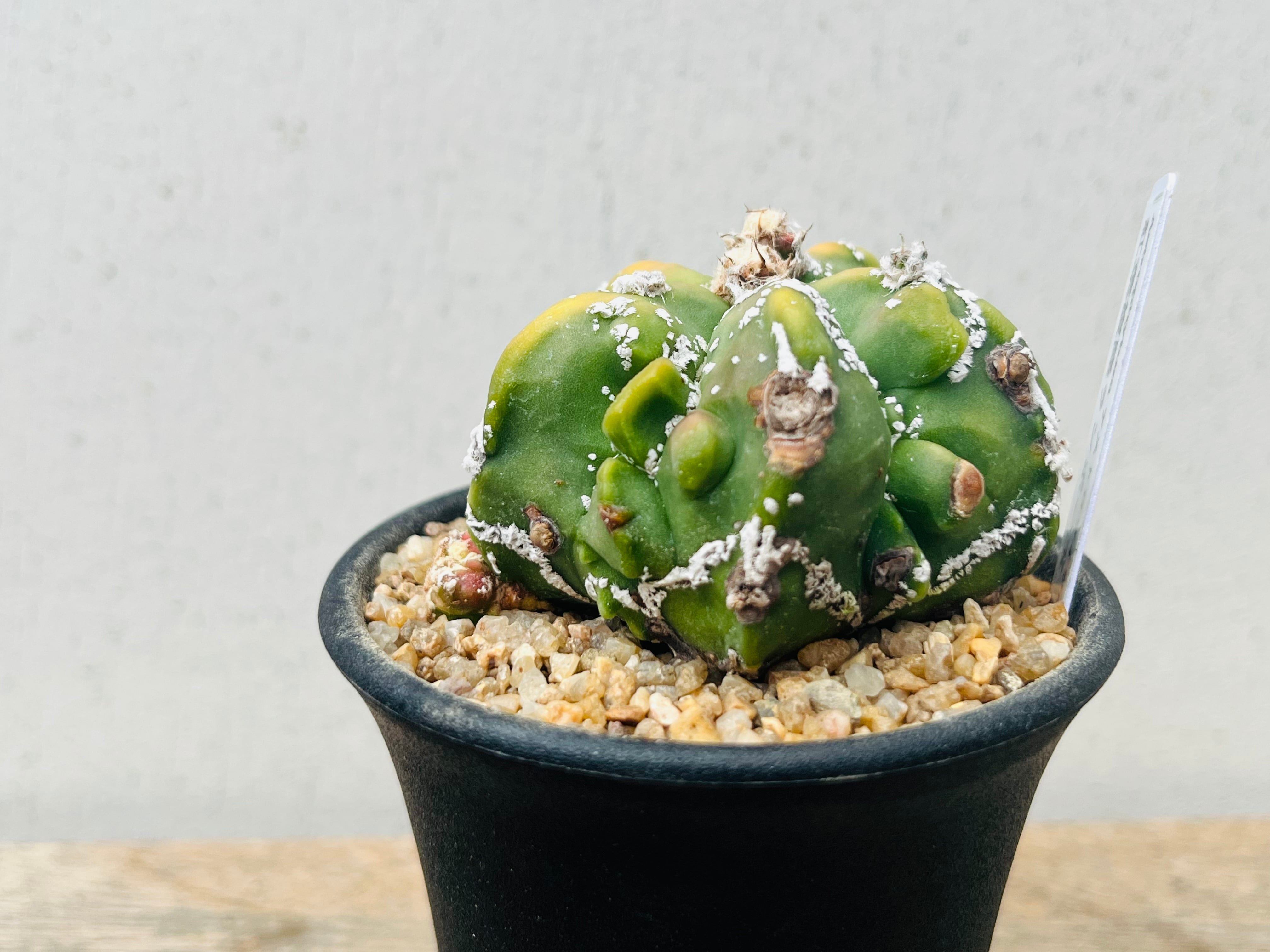 bb6bf4a0ae9af8c9231e70980f5c06